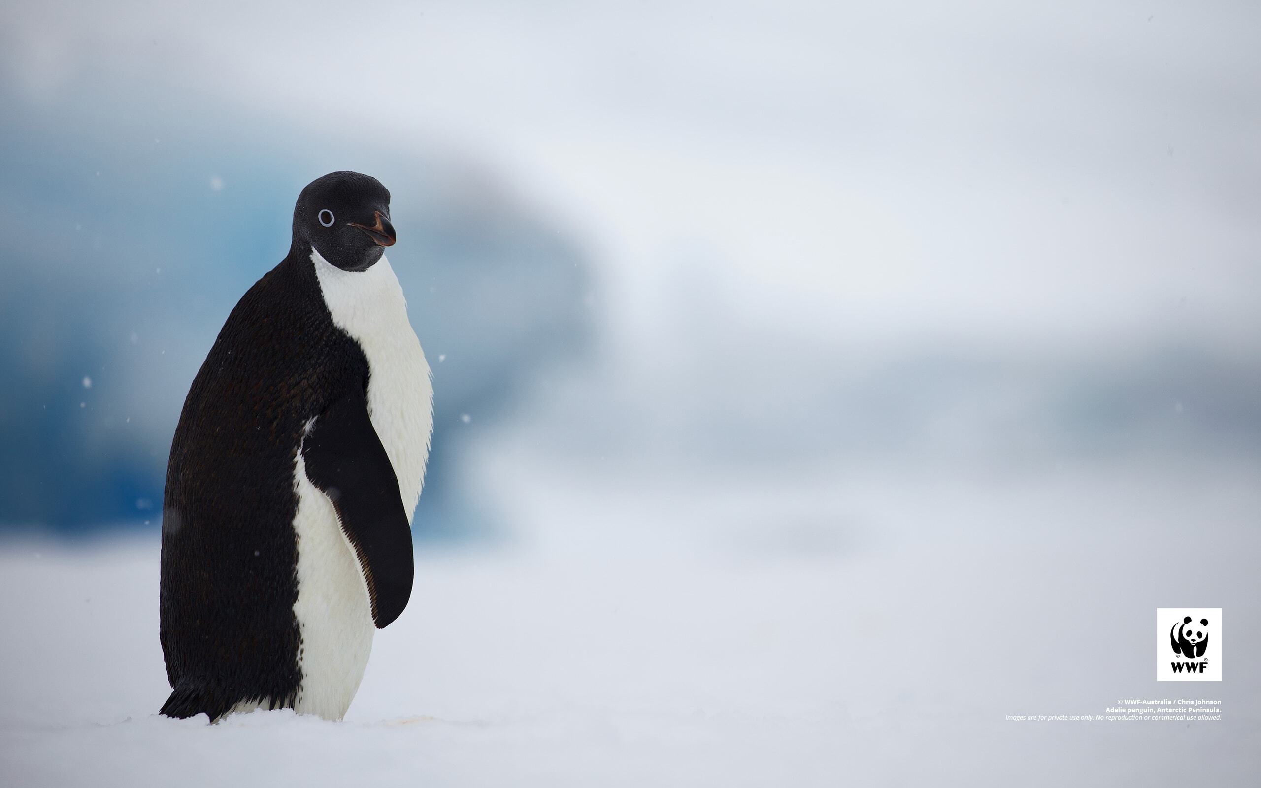 Adelie penguin