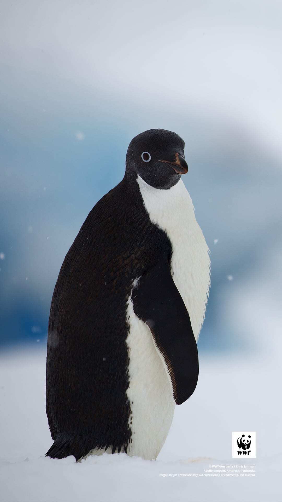 Adelie penguin