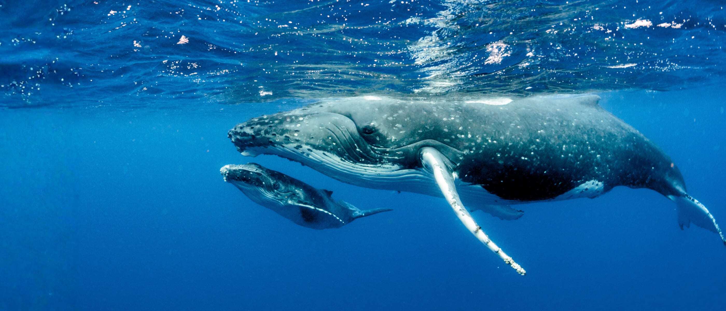 An underwater phot of a mother humpback whale and calf swimming through clear blue water. The photo is side on, and the mother's face is in the centre of the image with her eye looking towards the camera.