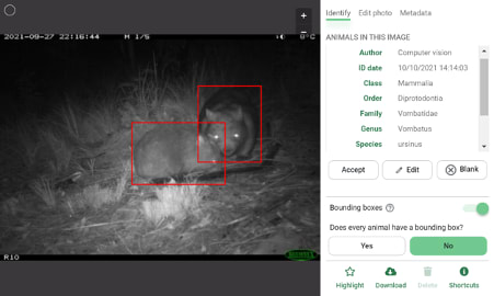 The Google AI model on Wildlife Insights identifies a mother wombat and her joey