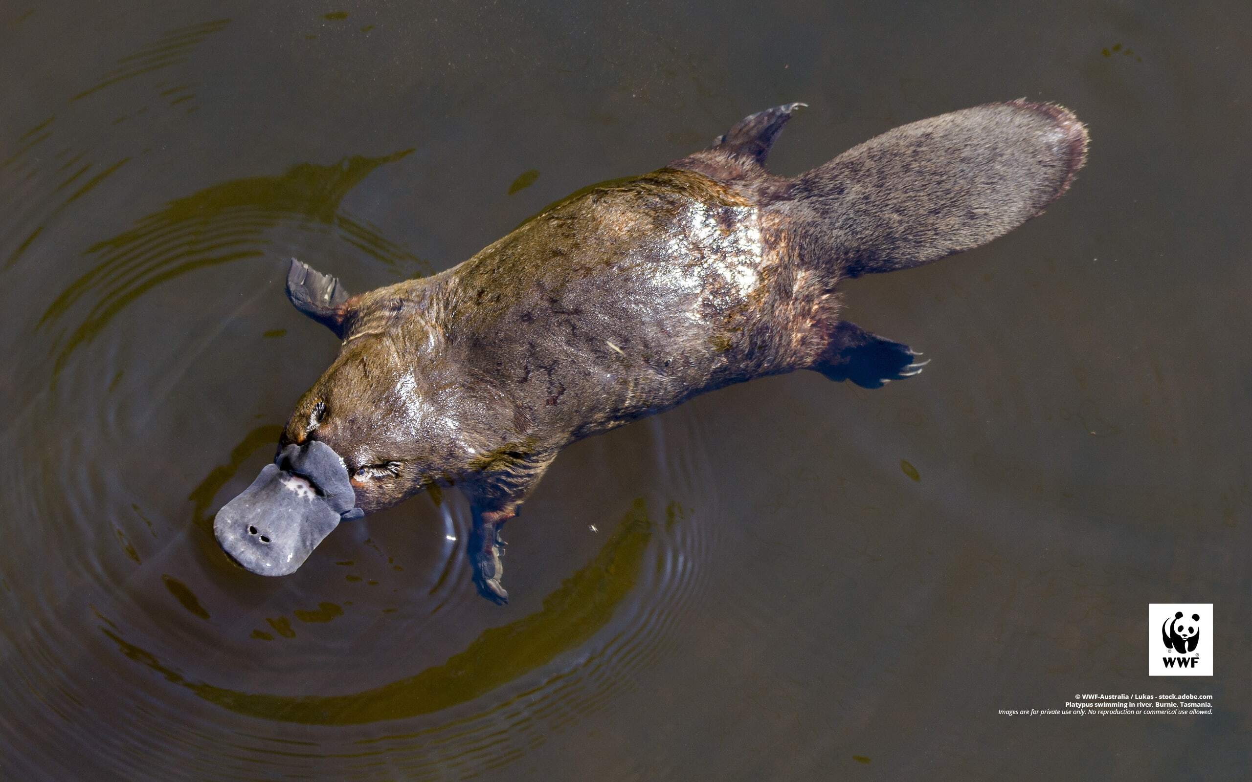 Platypus