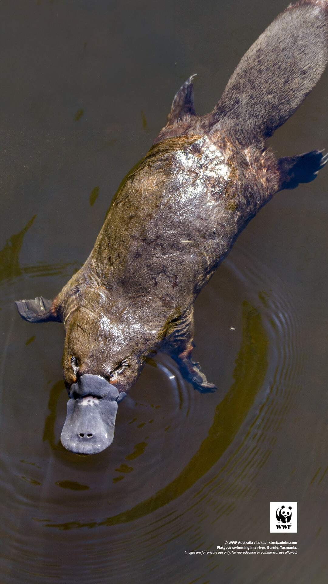Platypus
