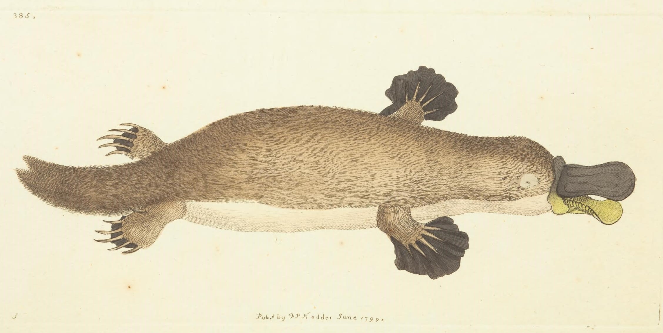 This illustration by Frederick Polydore Nodder is the first published illustration of a platypus. It accompanied George Shaw's 1799 description of the animal in the Naturalist's Miscellany, or Coloured figures of natural objects".