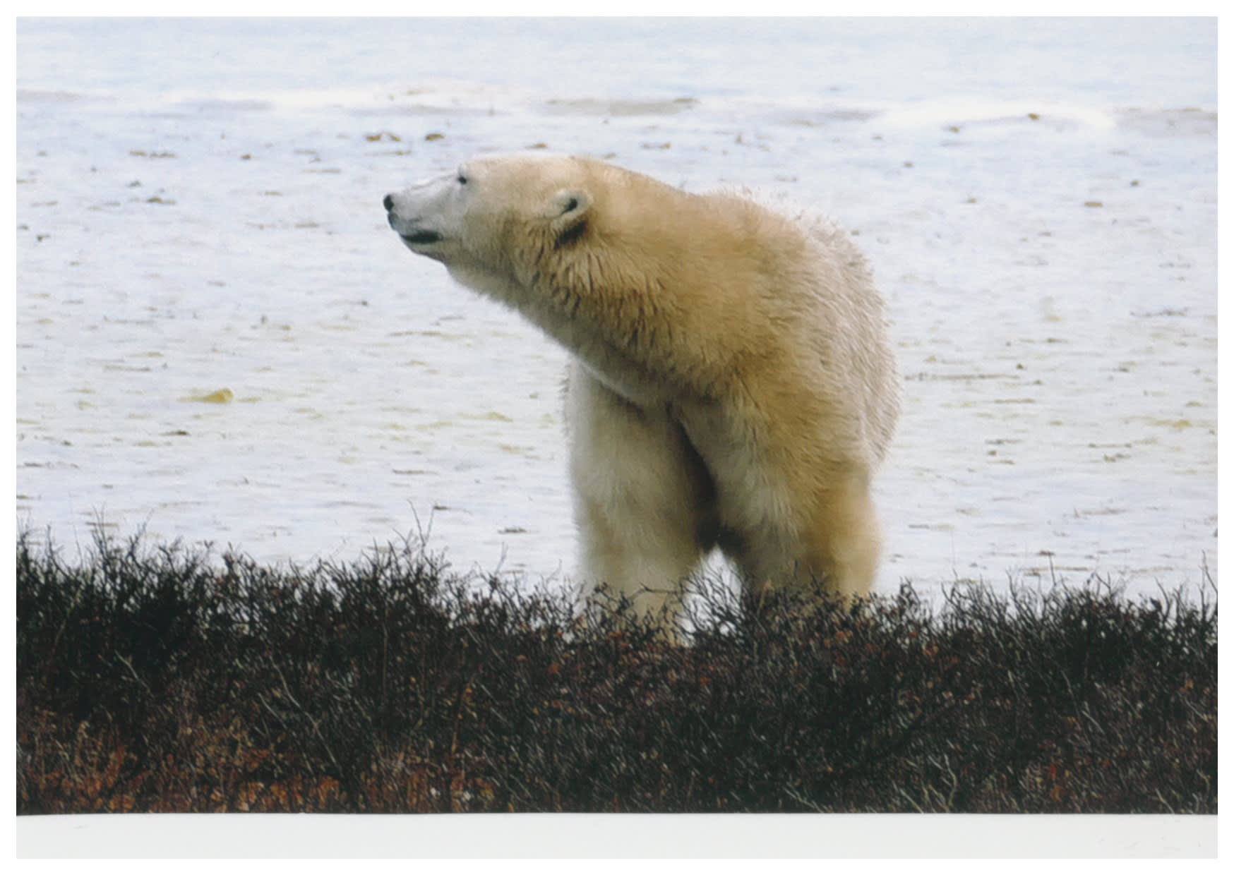 Close up with a polar bear