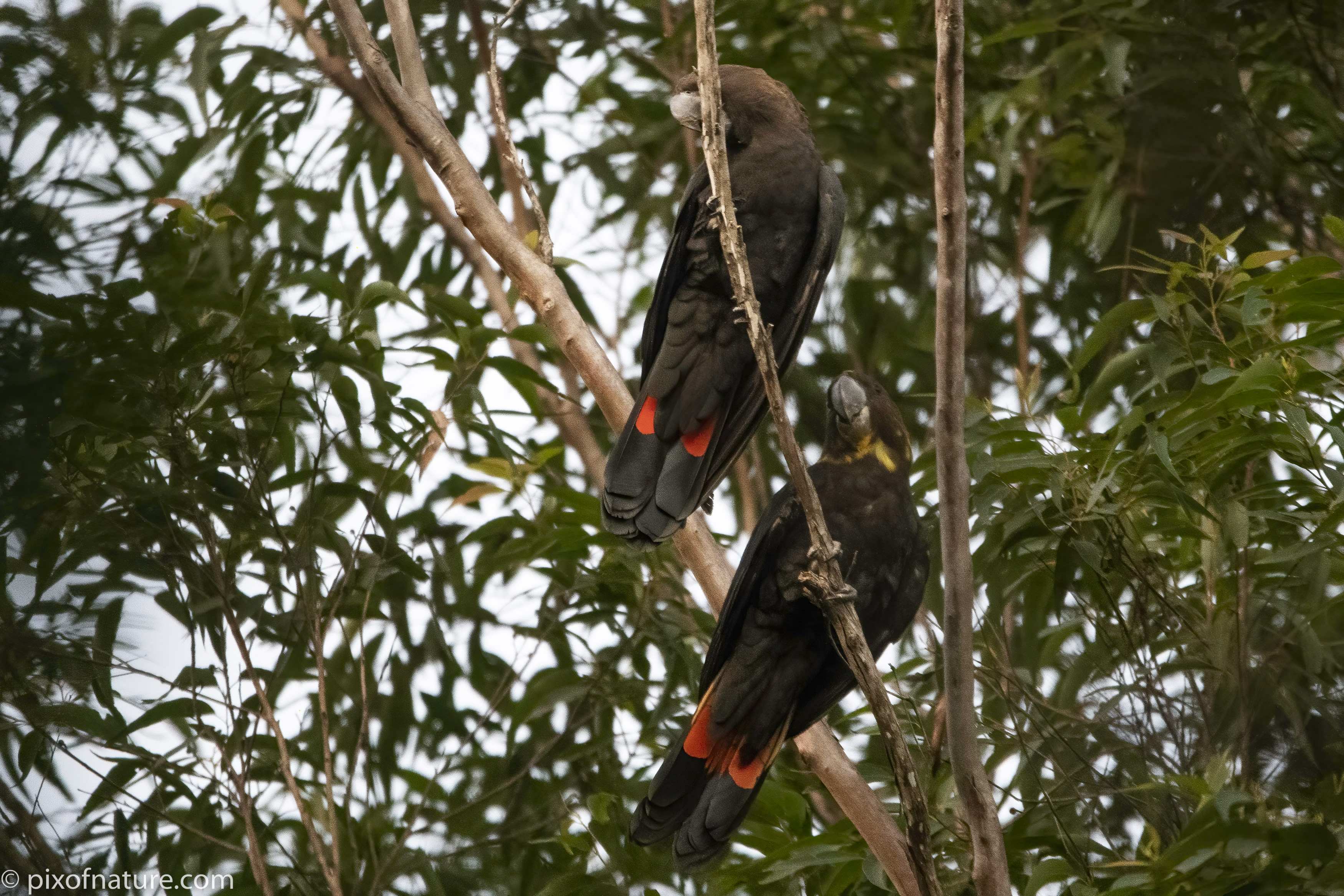 Two glossy black cockatoos in NSW Northern Rivers - The father Mr Prez (left) and mother Prez (right)