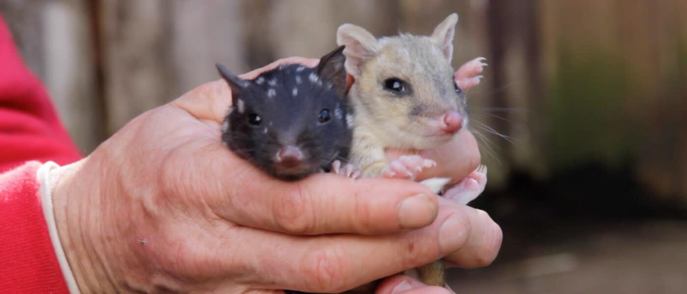 Eastern quoll joeys in carers hands