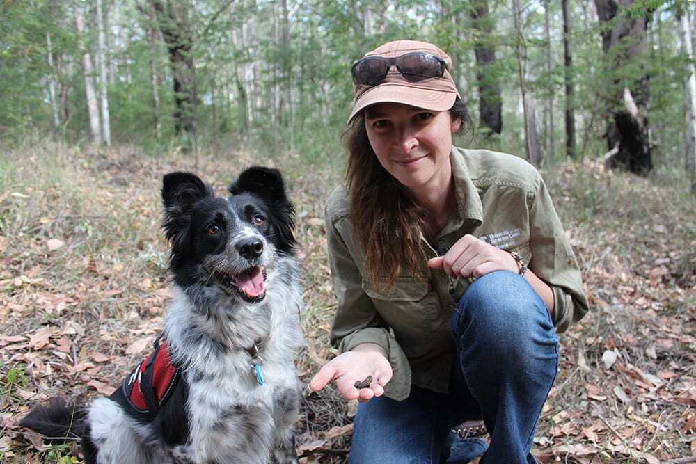 Maya the koala-detection dog and her owner Dr Romane Cristescu, Sunshine Coast