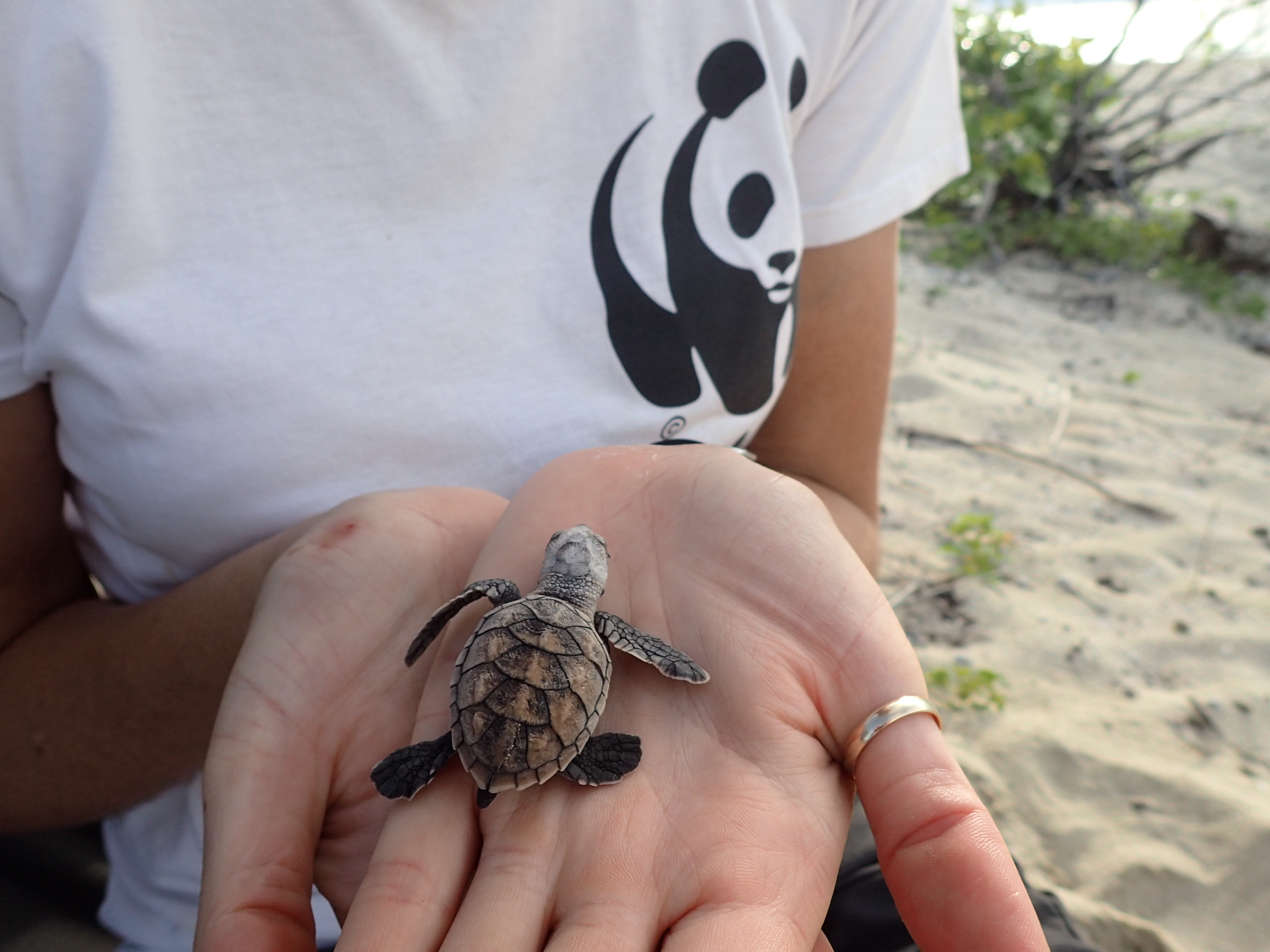Holding a hawksbill turtle hatchling.