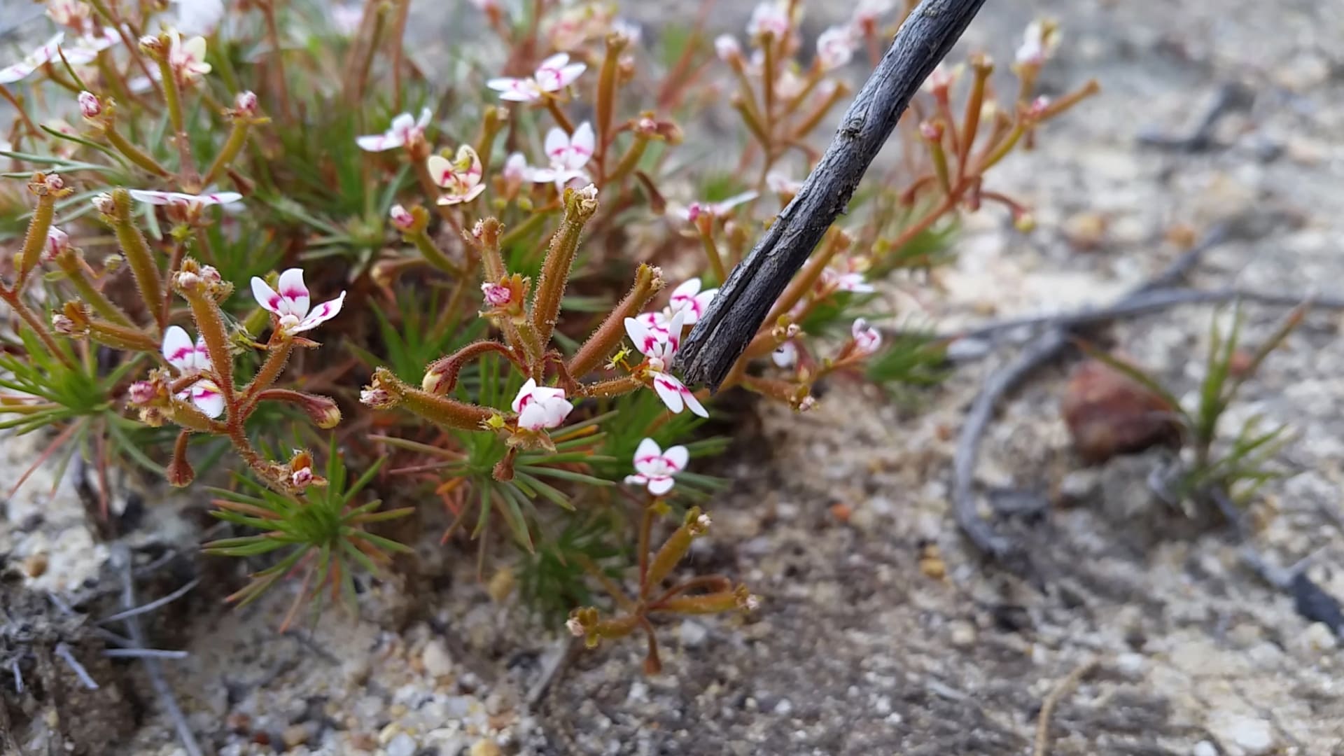 Trigger plant (Stylidium dichotomum) in Gidgegannup, Western Australia