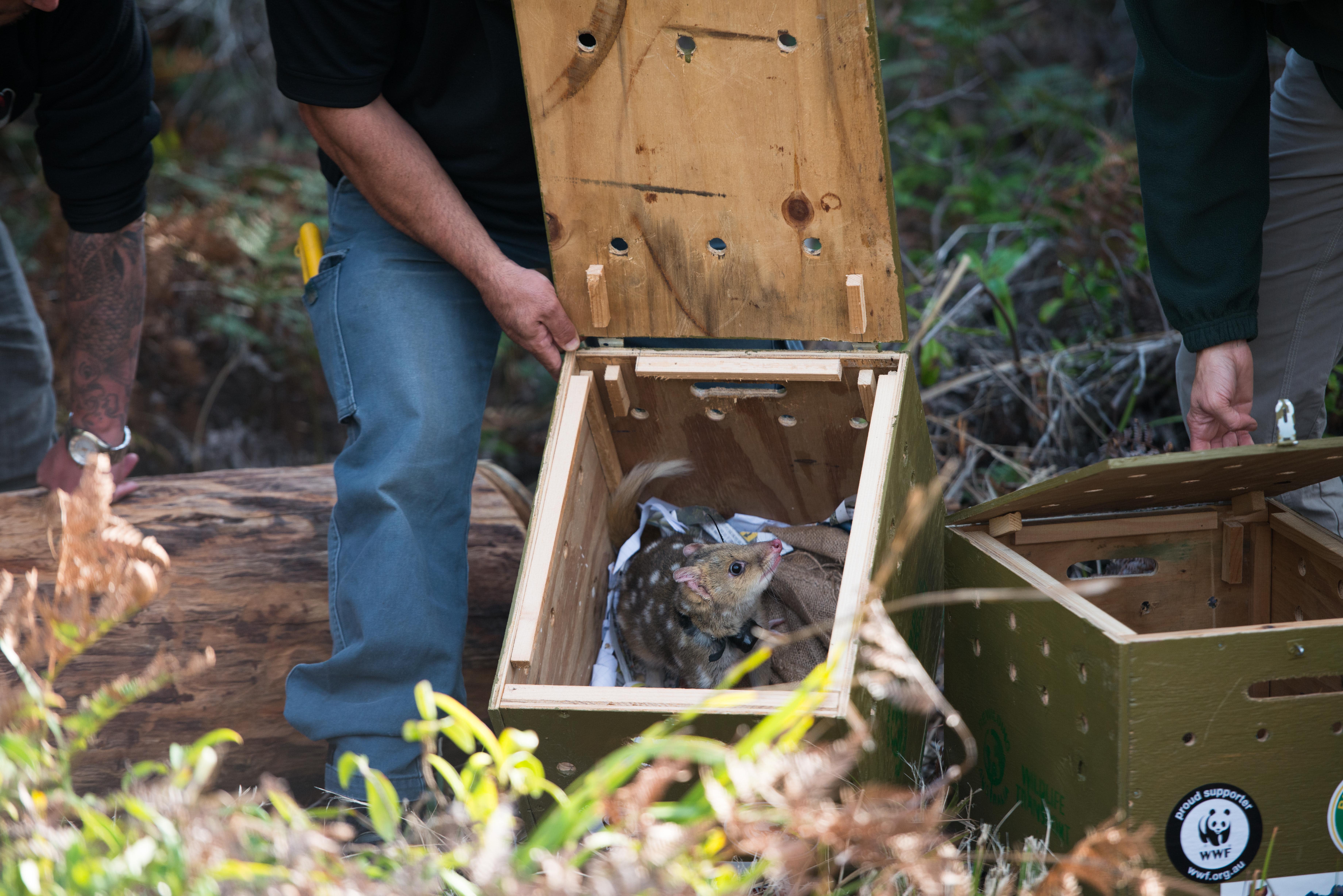 Eastern quoll released into the wild at Booderee National Park in Jervis Bay