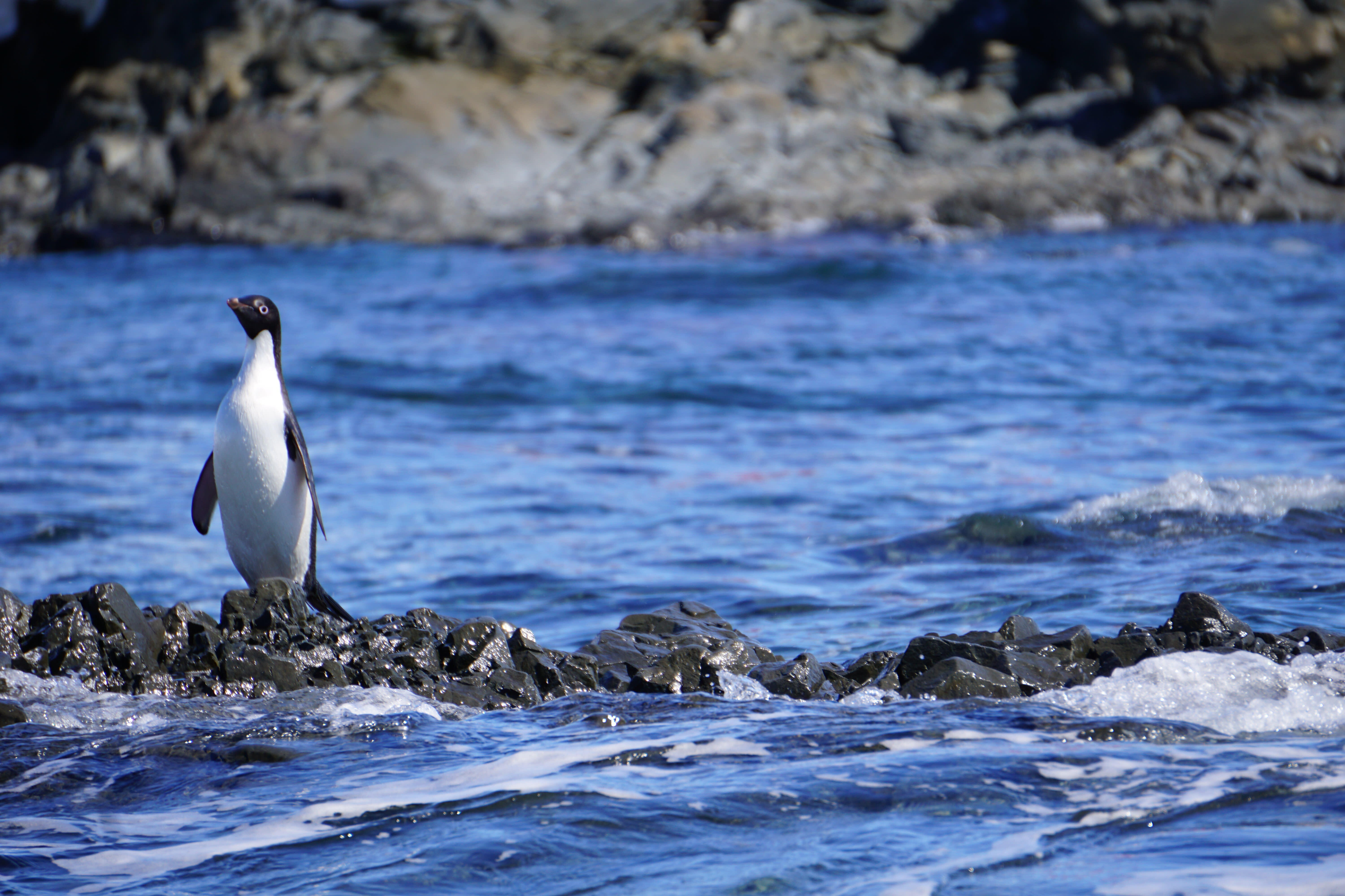 Adelie penguin on iceberg