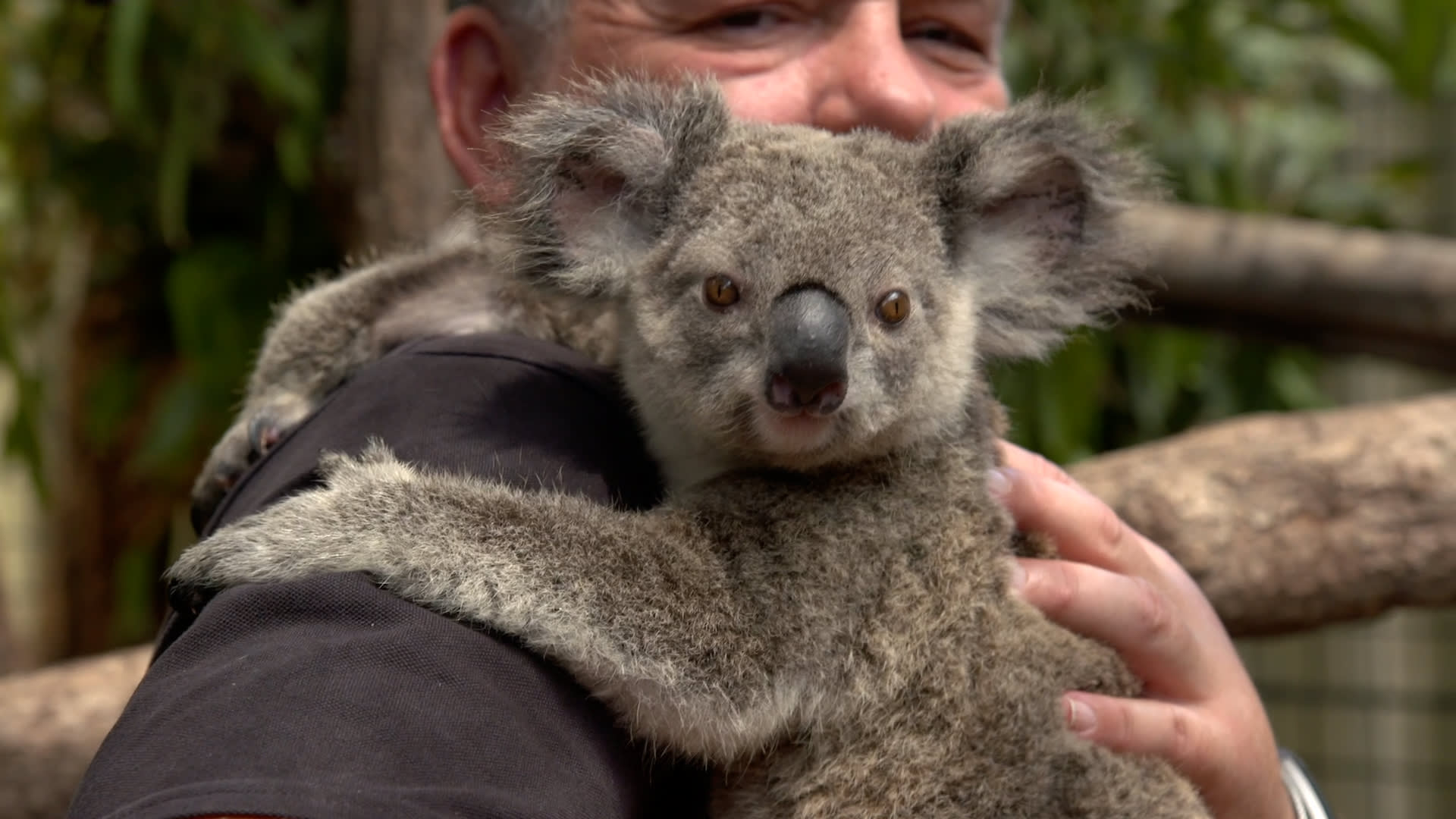 Darren Grover Holding Koala