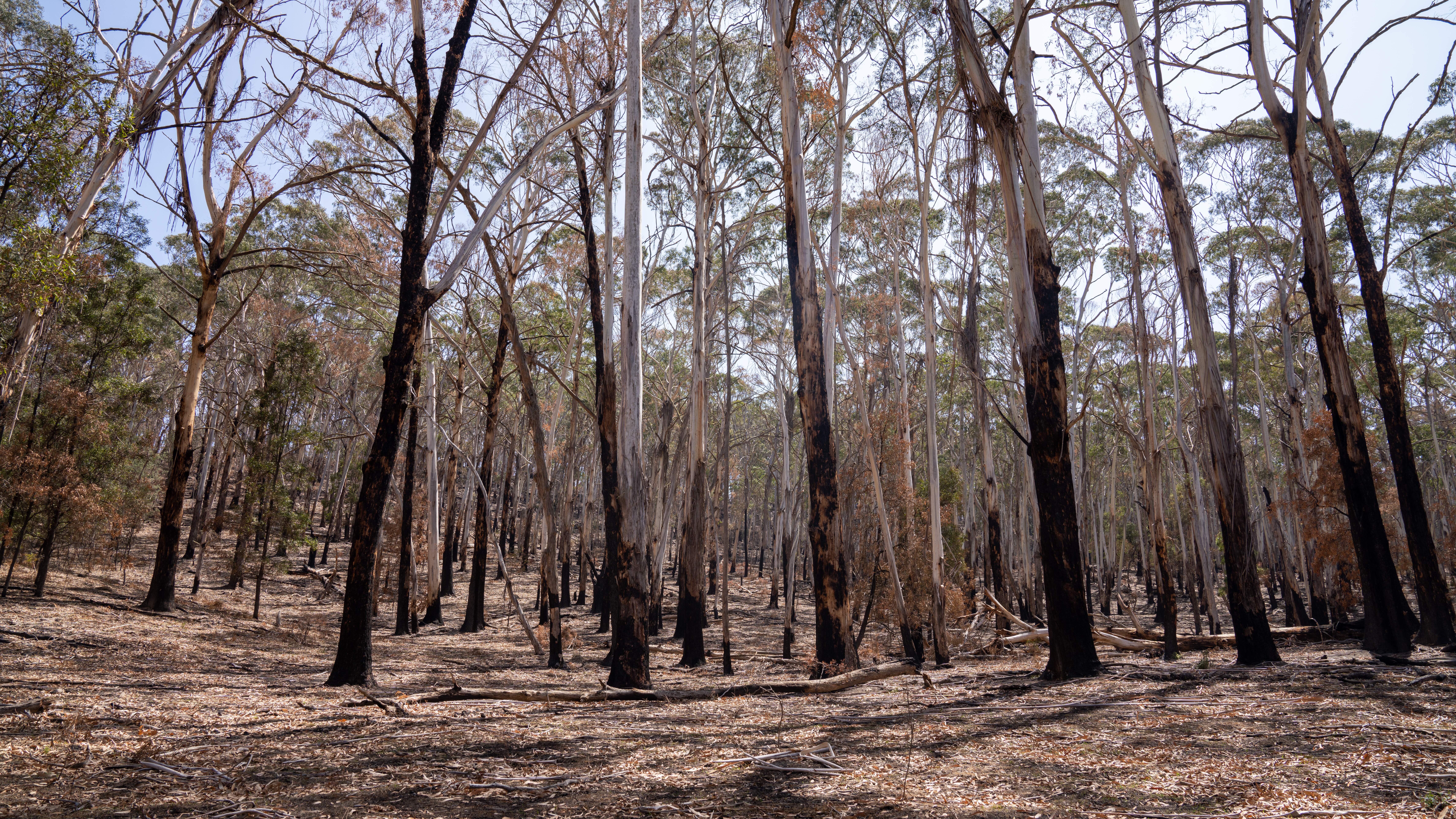 Burnt-out forest from the Black Range Fire in Tallaganda National Park