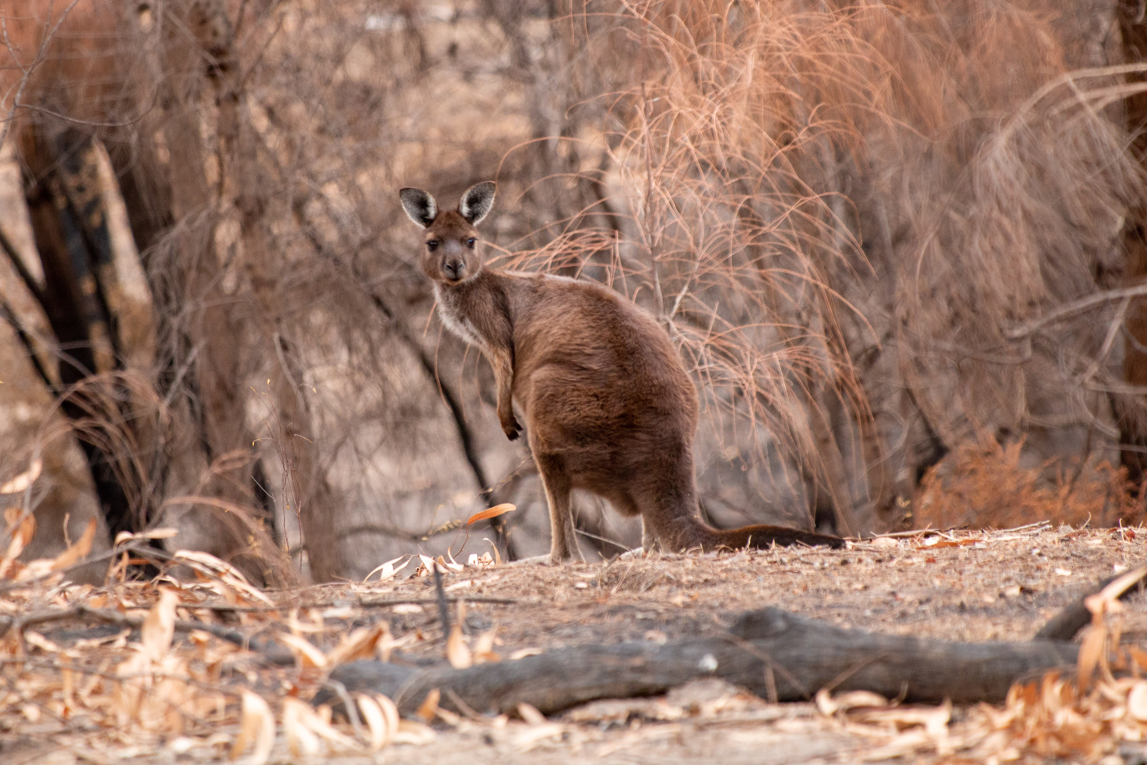 A kangaroo stands on its back legs with face turned towards the camera in front of charred trees and plants after a bushfire.
A kangaroo that survived the fires in Lathami Conservation Park, Kangaroo Island, South Australia.