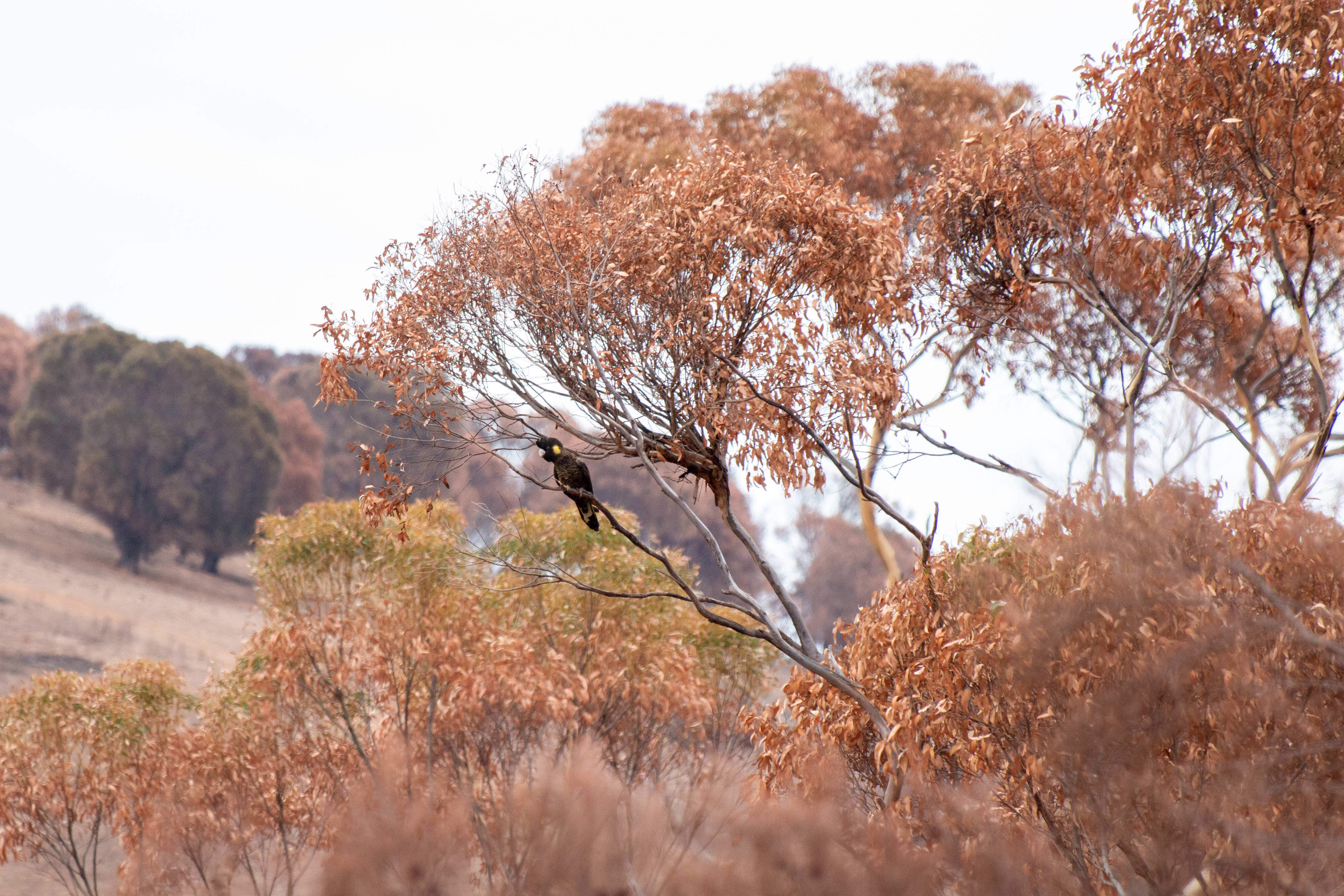A yellow-tailed black cockatoo that survived the bushfires on Kangaroo Island (1000px)
