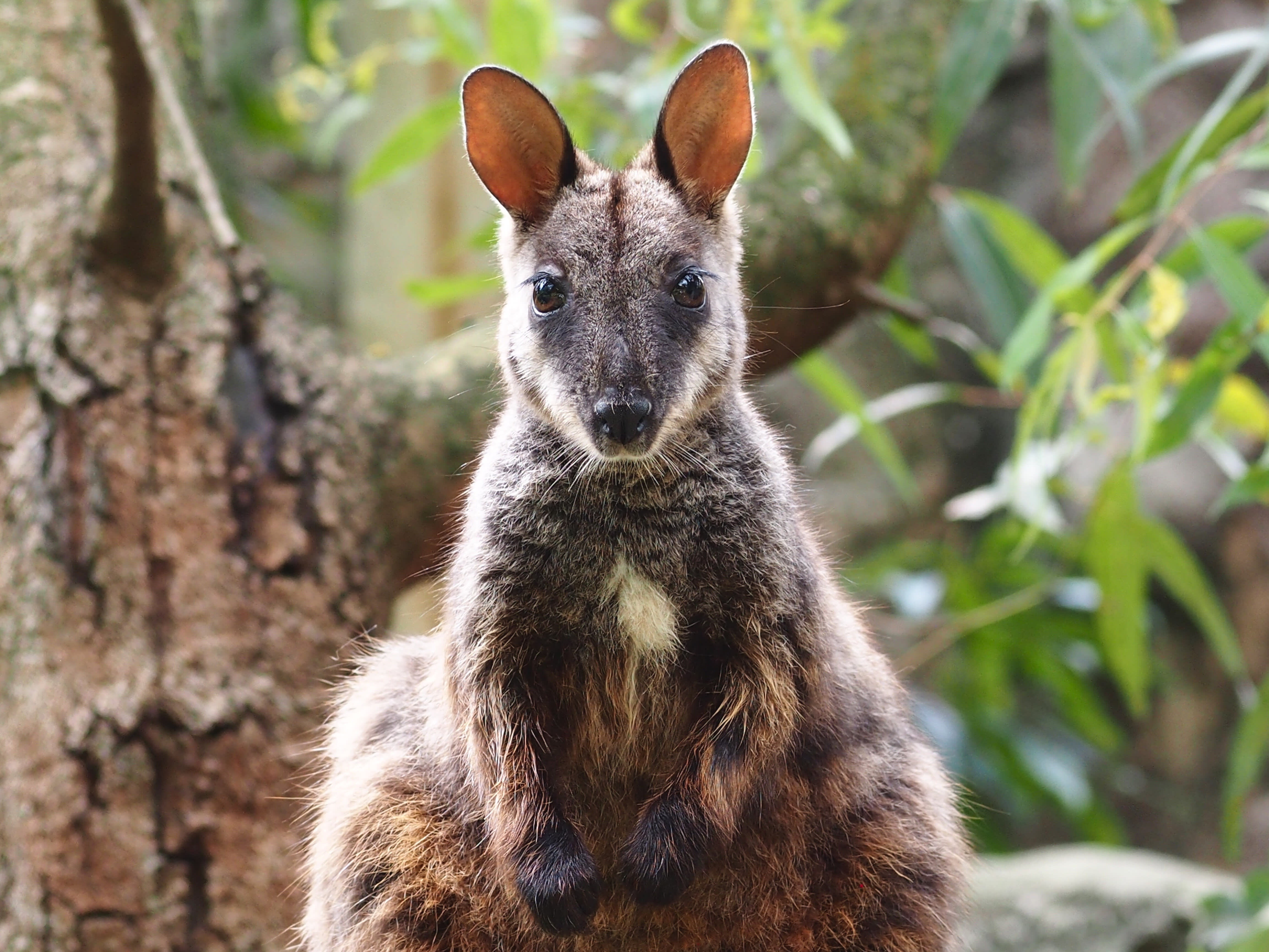 Image of a brush-tailed rock wallaby.