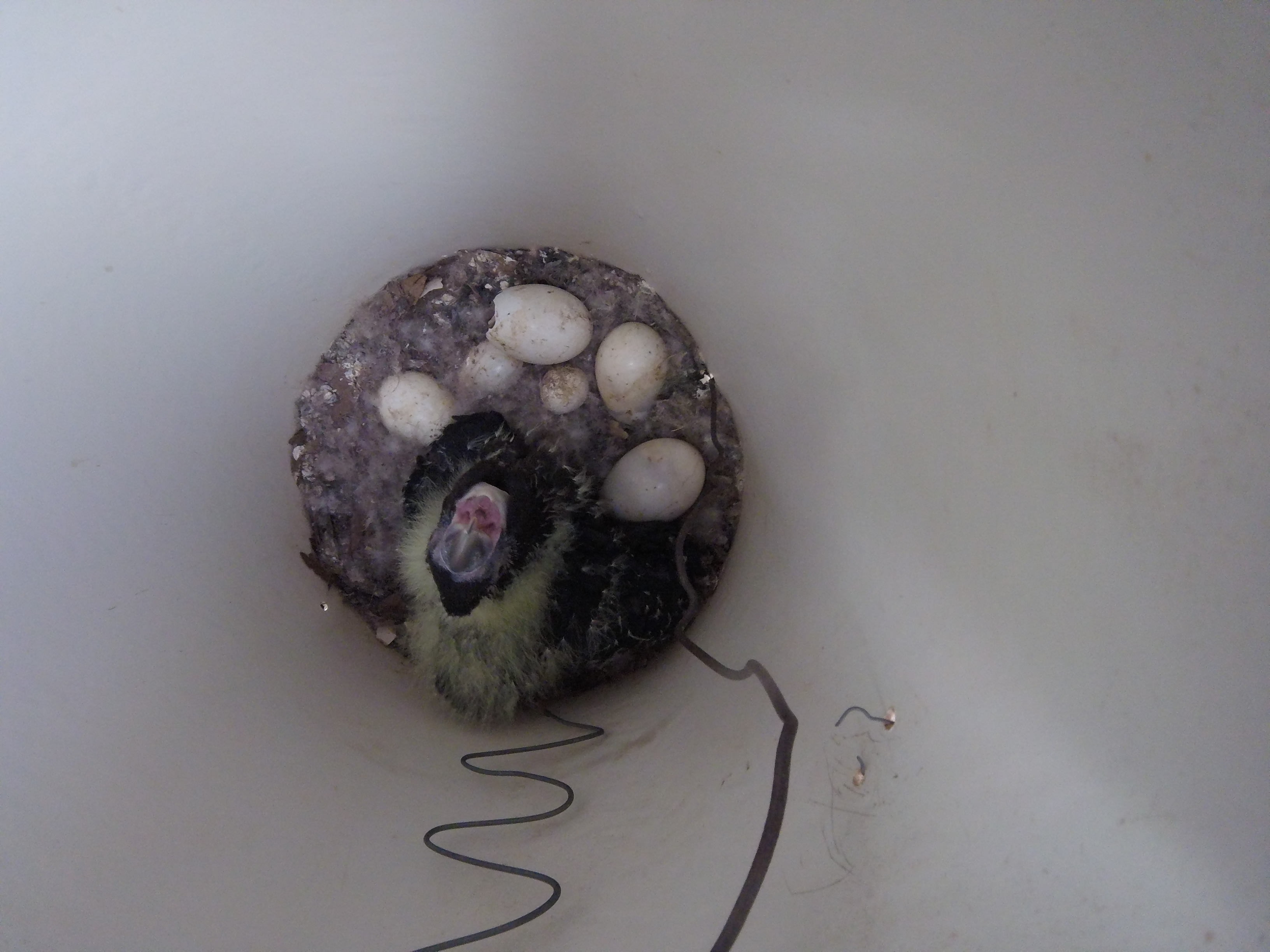 A Kangaroo Island glossy black cockatoo chick surrounded by eggs in an artificial nest box