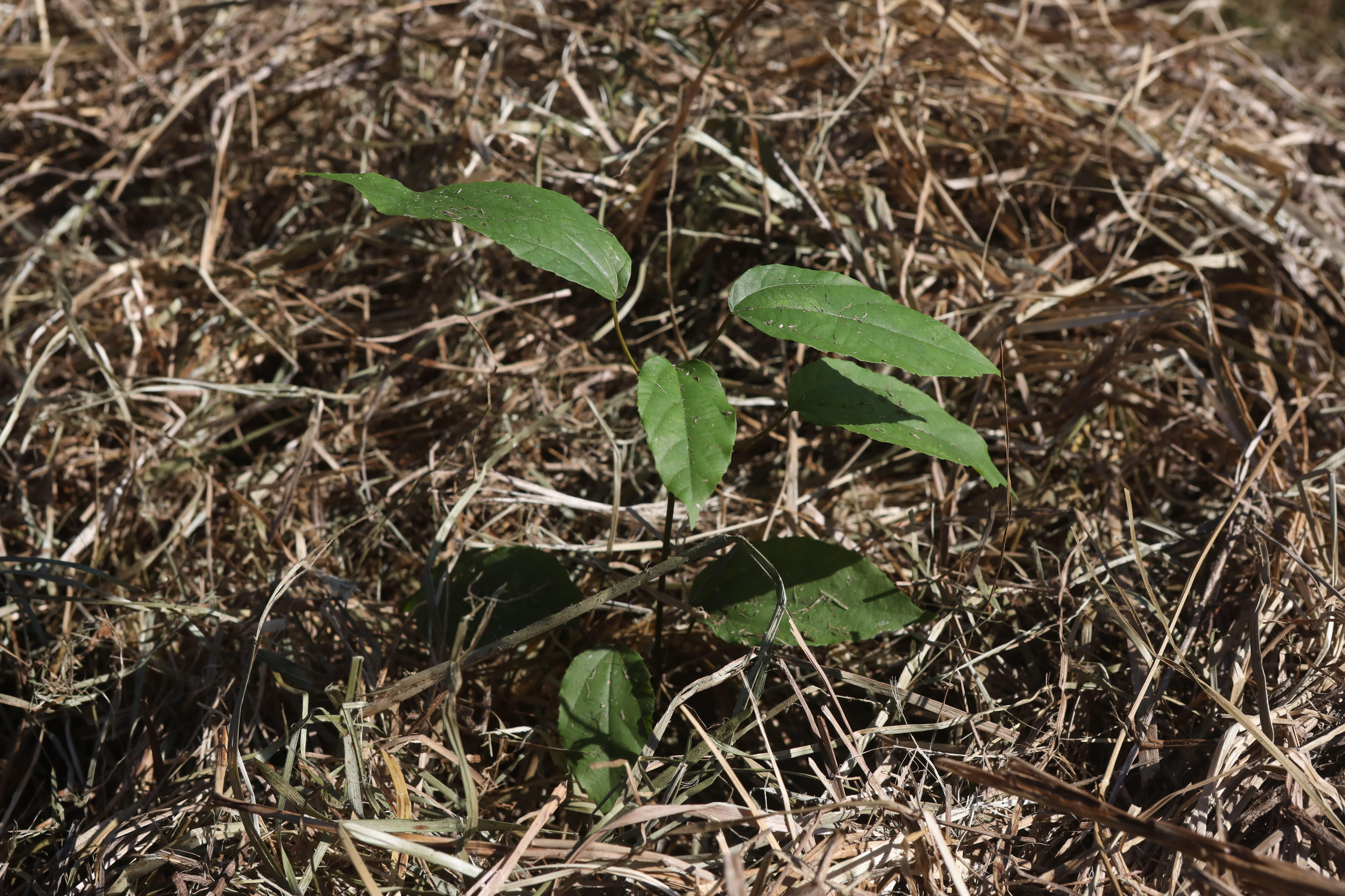Swan Bay tree planting sprout