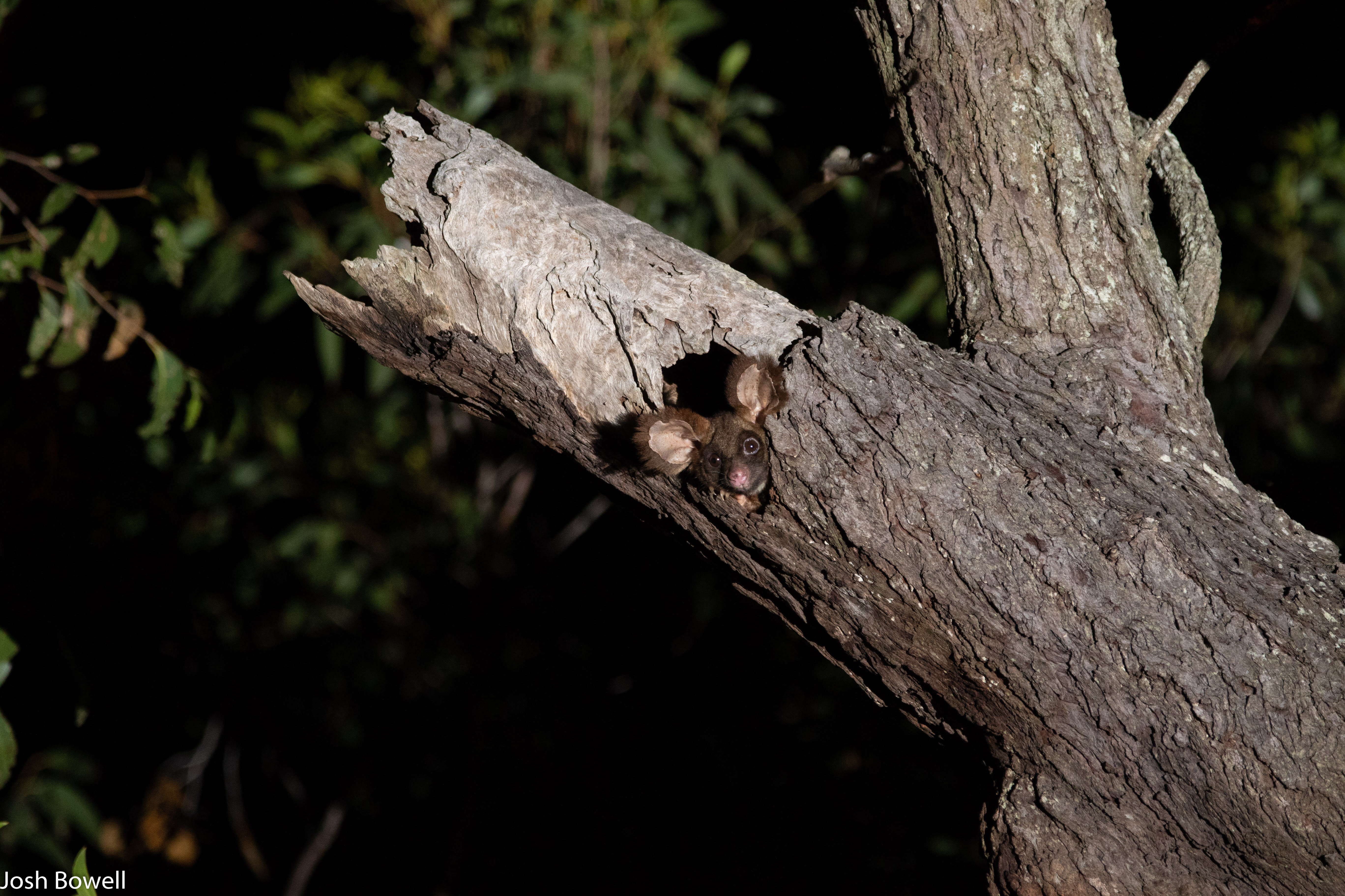 Greater glider in a patch of old growth forest in Munruben, Logan City, south of Brisbane.