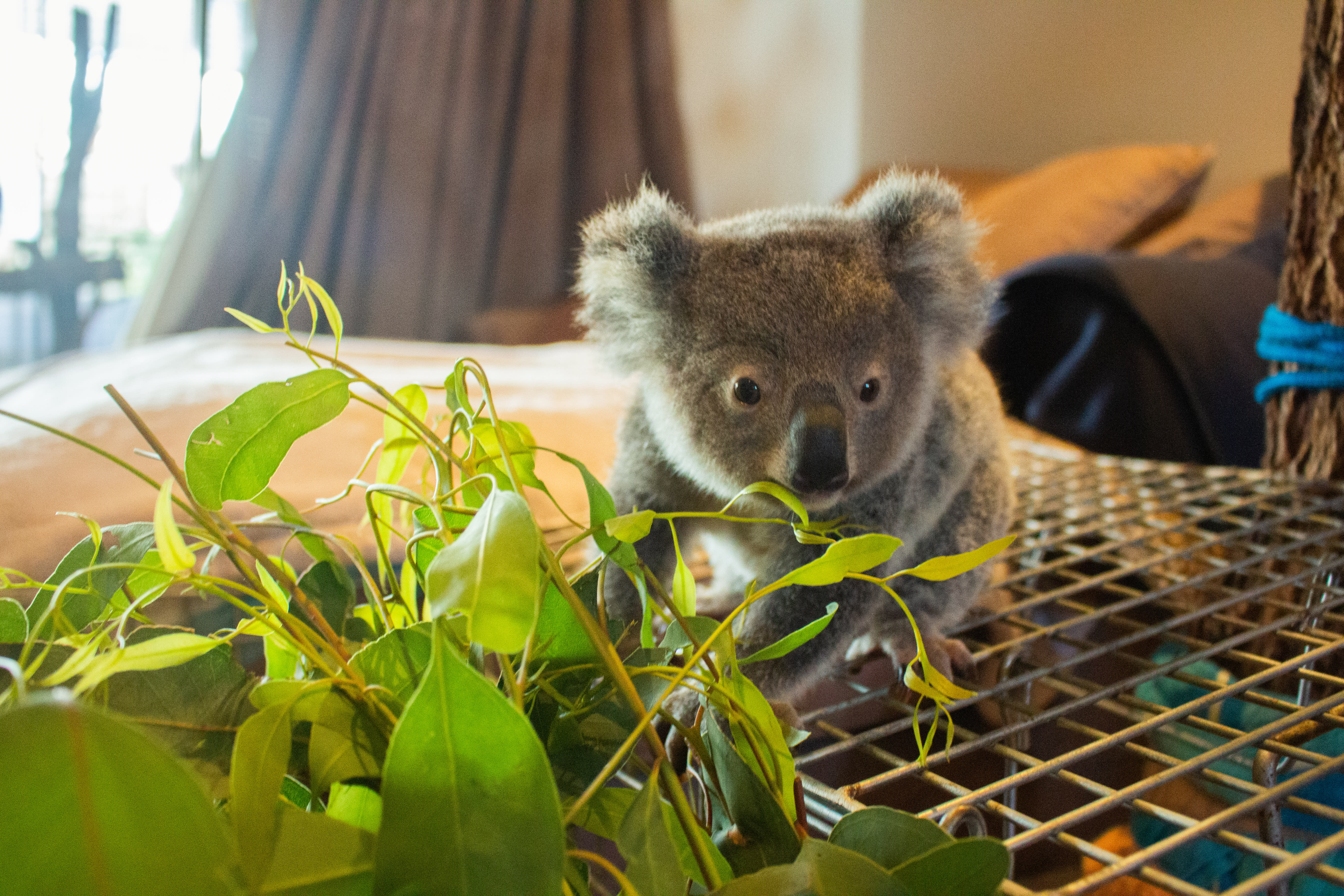 Eli the koala joey in care at Ipswich Koala Protection Society