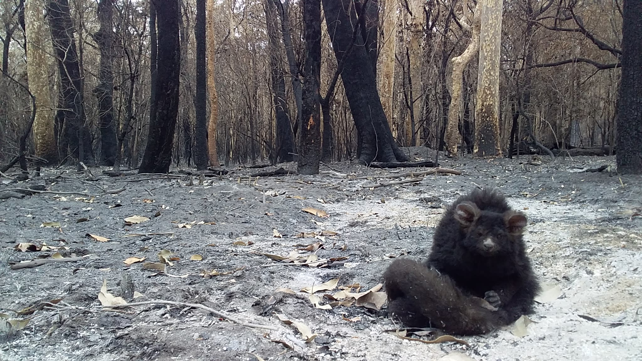 A Greater Glider found in burnt bushland, Meroo National Park, NSW on the 13th December 2019. This female suffered burnt paws and appears sitting injured amongst ash and a burnt out bush setting. The greater glider is black in colour and faces the camera.