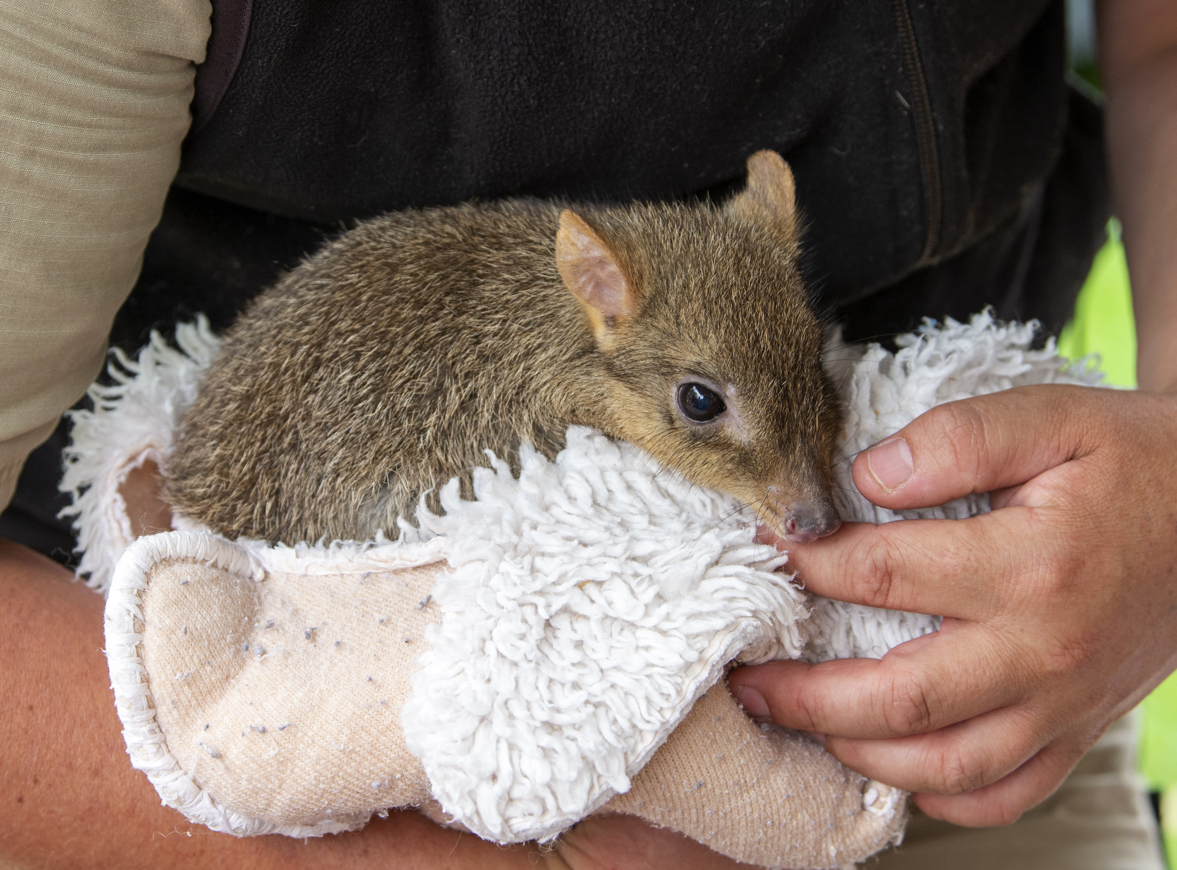 Rambo the brush-tailed bettong (or woylie) in the hands of keeper Brett Haby at Adelaide Zoo