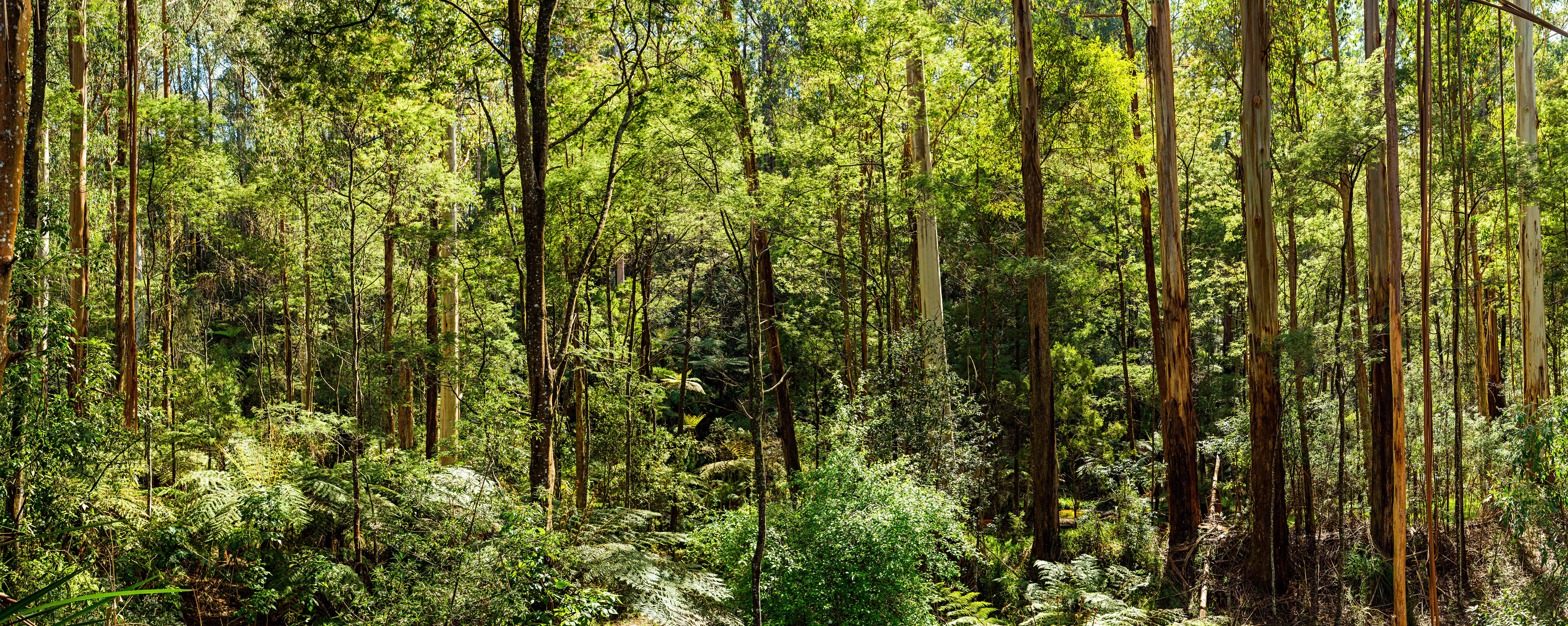 Stock image of a beautiful temperate rainforest near Melbourne in Victoria, Australia