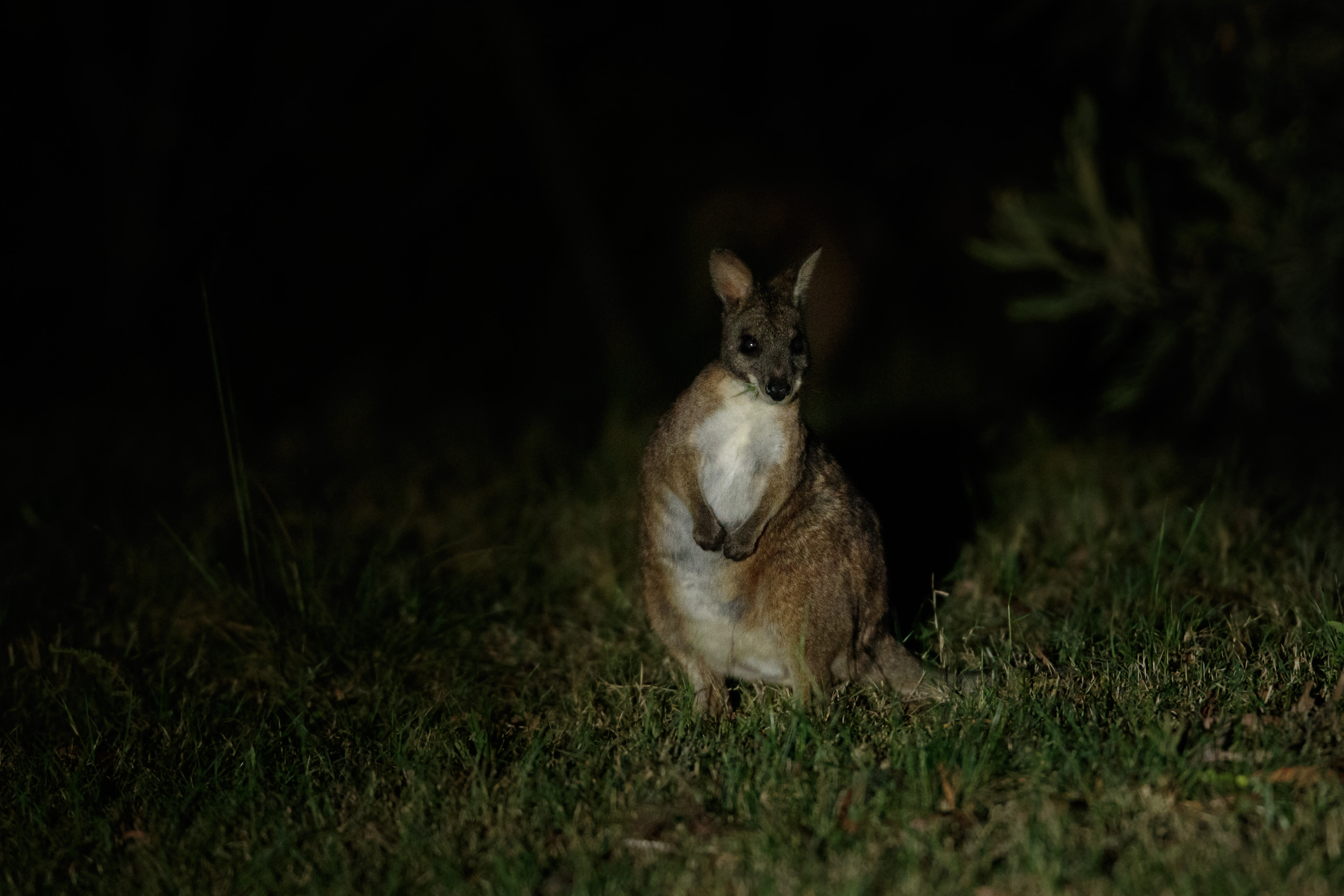 Parma wallaby