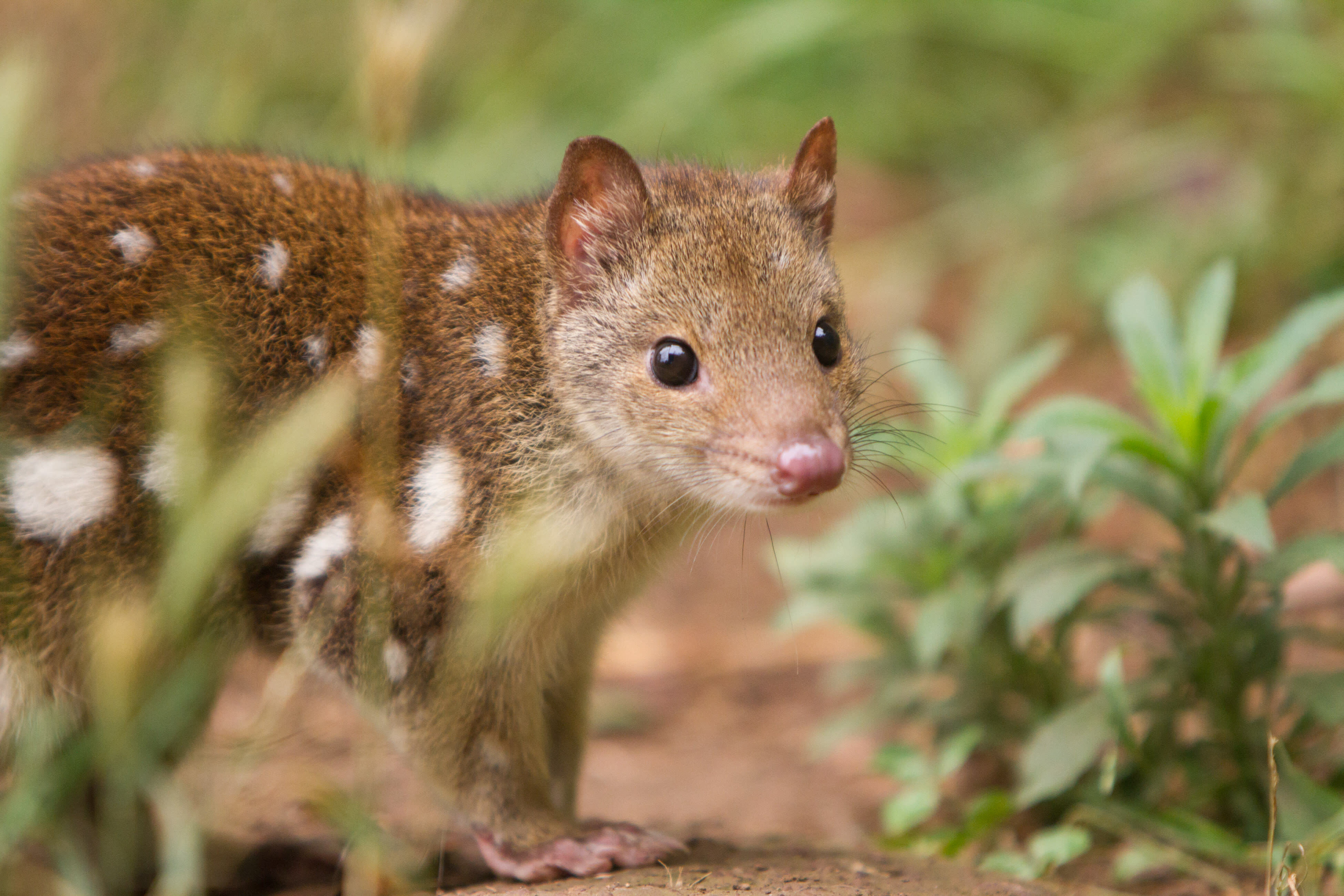 Spotted-tail quoll or tiger quoll