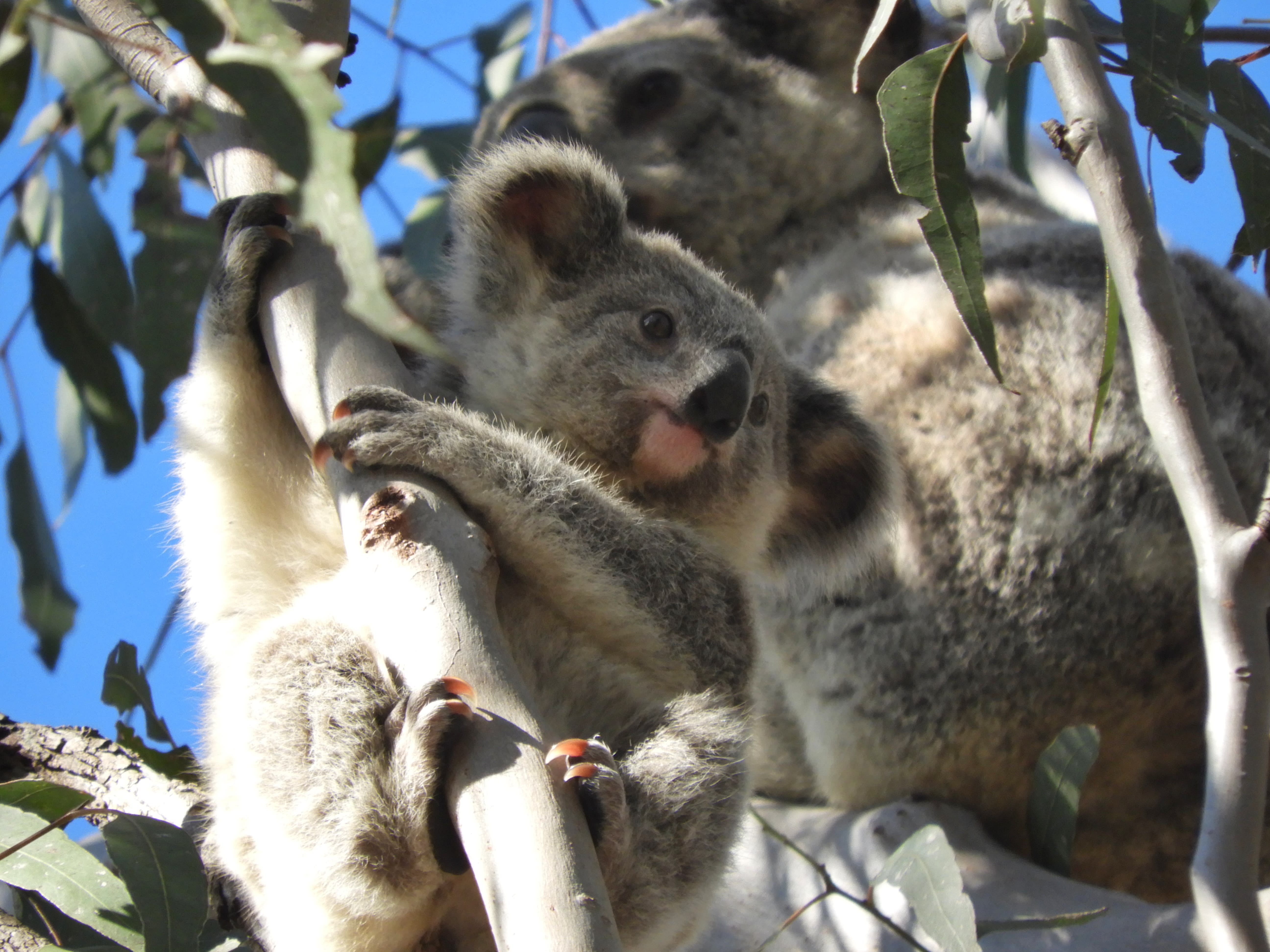 Koala Jo and her joey Joya in Hidden Vale, Qld