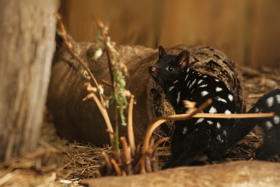 Eastern Quoll