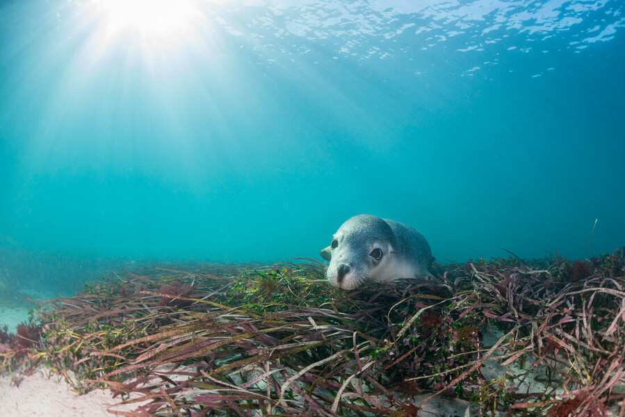 Australian sea lion underwater near Neptune Islands= South Australia
