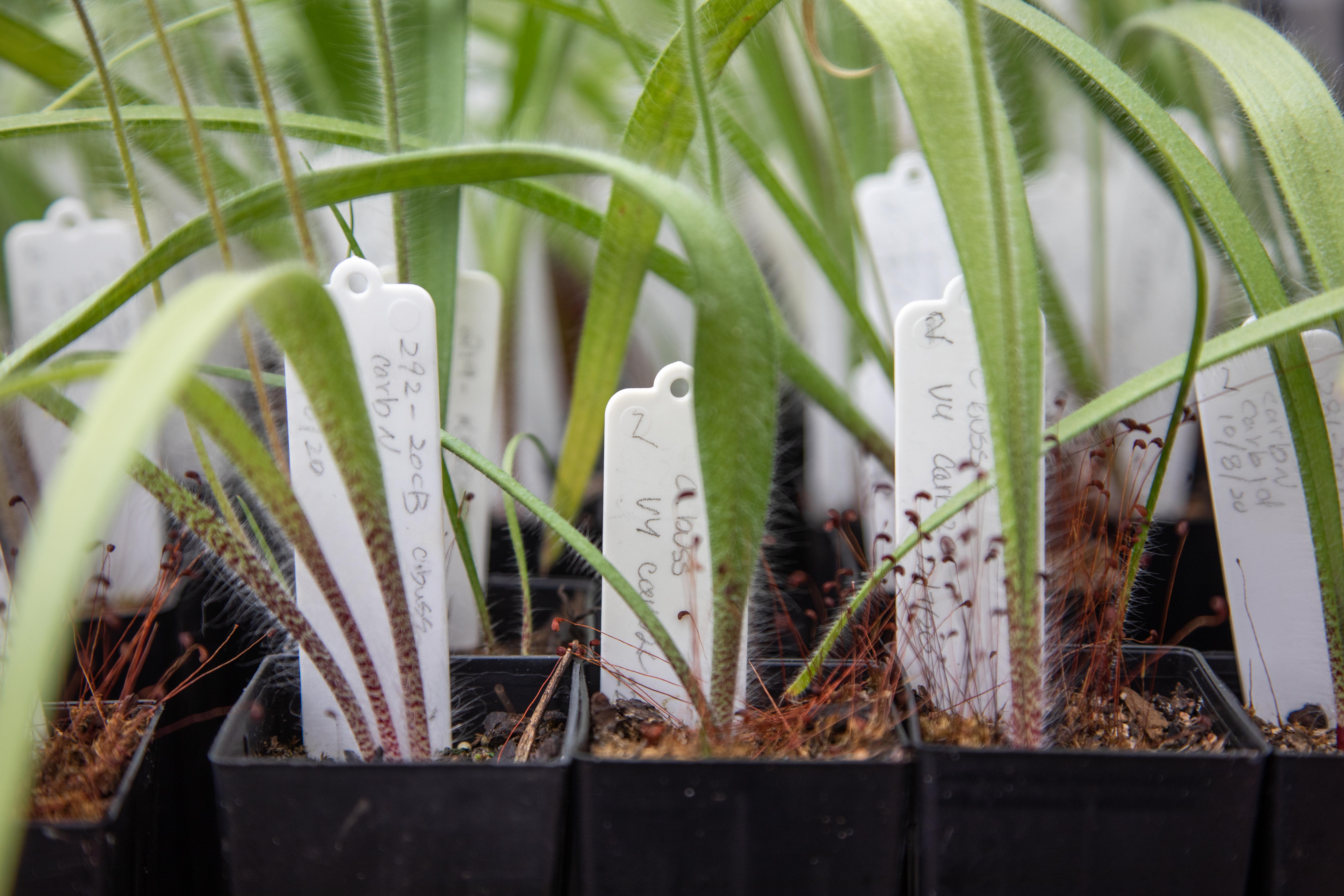 Bussell's spider orchid plantings