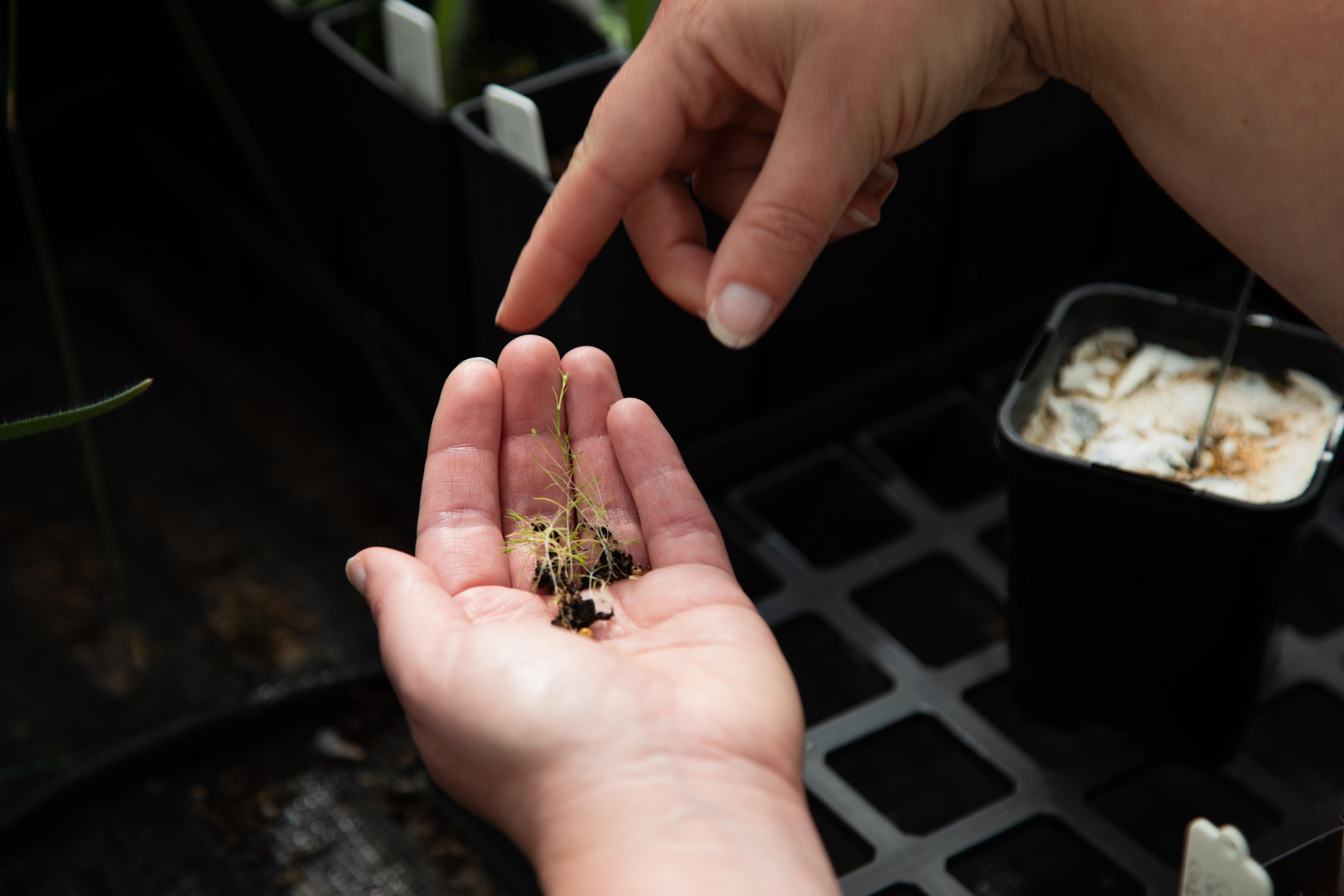 Rare Bloom project - seed propagation