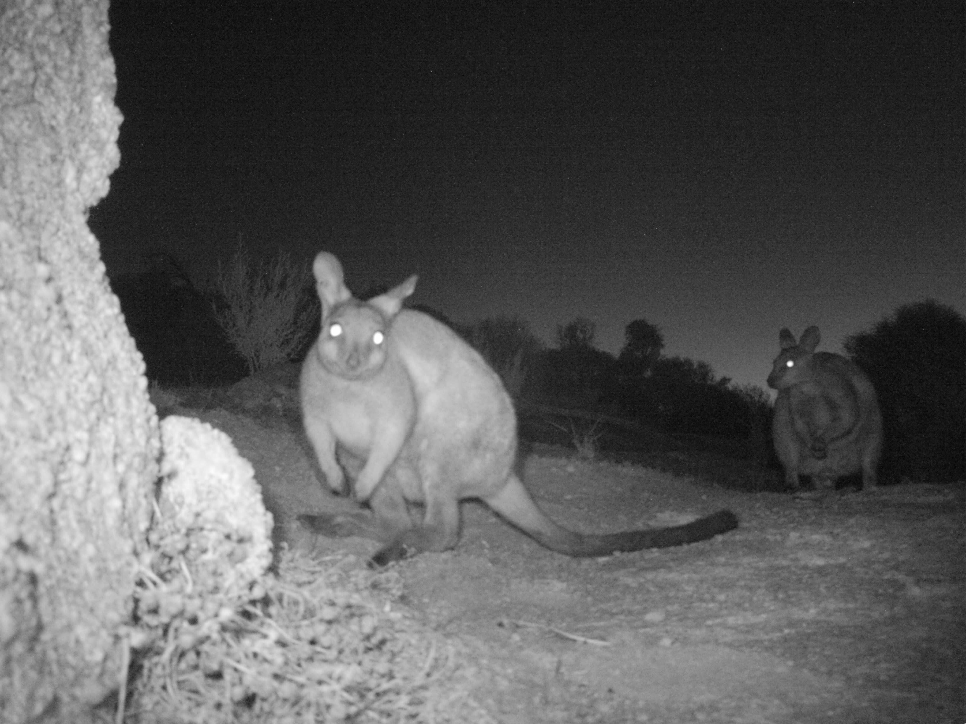 Black-flanked rock-wallaby in the Kellerberrin