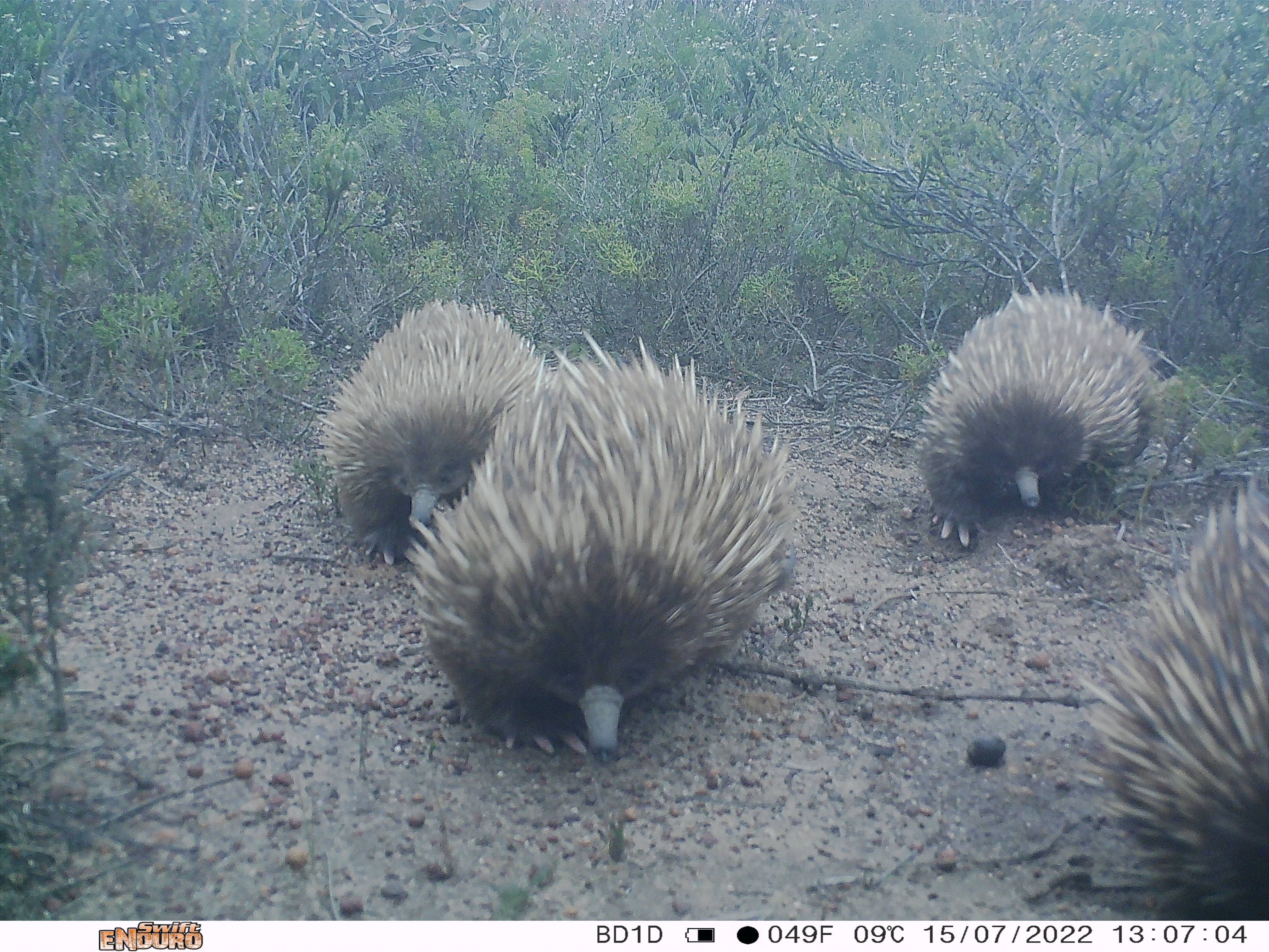 A sensor camera photo showing a train of short-beaked echidnas on Kangaroo Island, taken as part of the Eyes on Recovery project.
Eyes on Recovery is a large-scale sensor camera project. and a collaboration between WWF, Conservation International, and local land managers and research organisations. Google-powered AI technology has been trained to identify Australian animals in photos to track the recovery of threatened species following the 2019-20 bushfires.