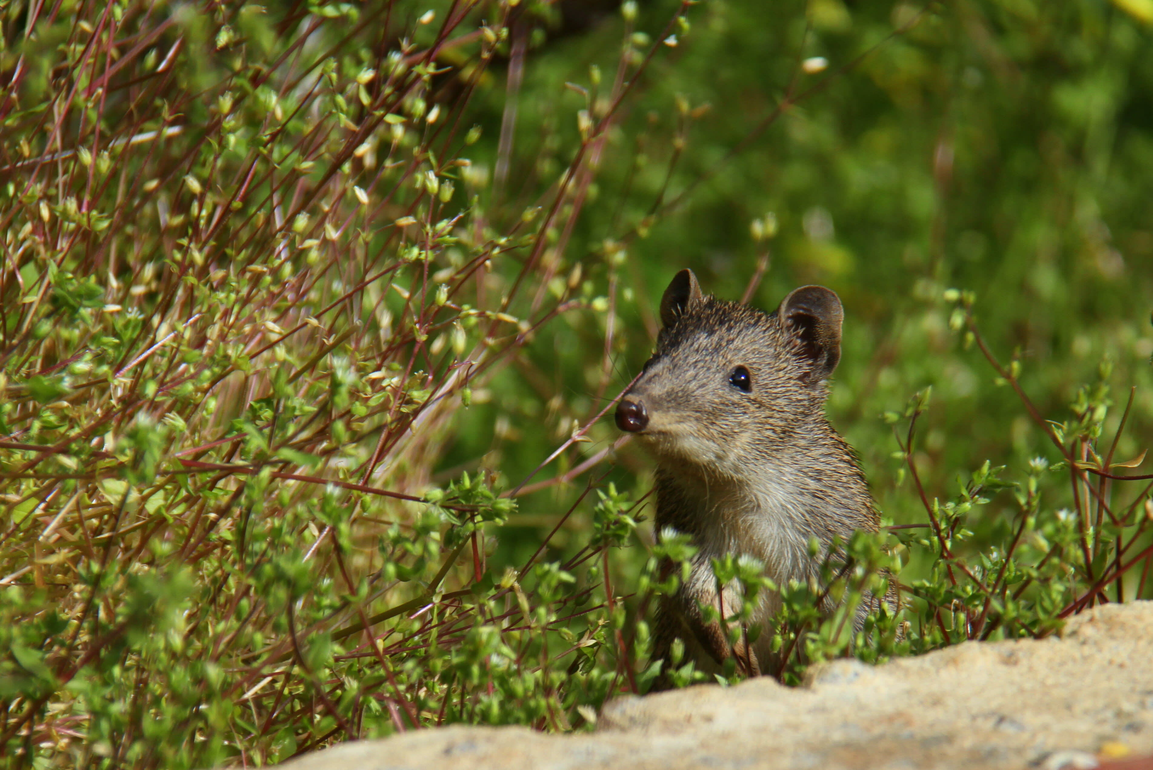 Quenda (southern brown bandicoot).