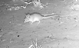 Sensor camera image (cropped) of a Ningbing false antechinus on Karunjie-Durack
