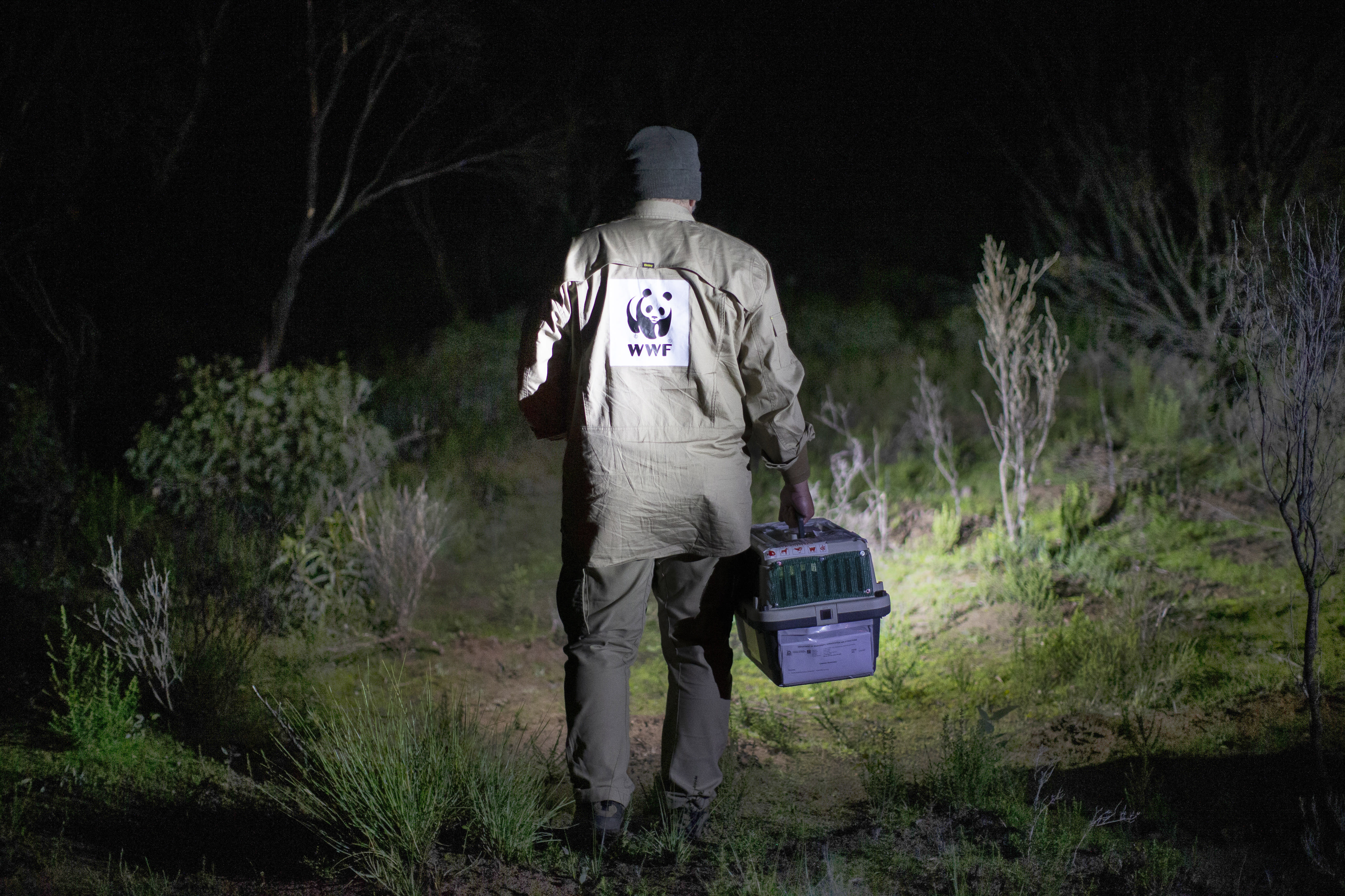 Darren Grover from WWF-Australia carries a brush-tailed bettong to a release site in Dhilba Guuranda-Innes National Park.

A group of critically endangered brush-tailed bettongs were flown more than 2,000 kilometres from Western Australia to a new home in Dhilba Guuranda-Innes National Park as part of Marna Banggara, an ambitious project to restore locally extinct species to South Australia’s Yorke Peninsula.