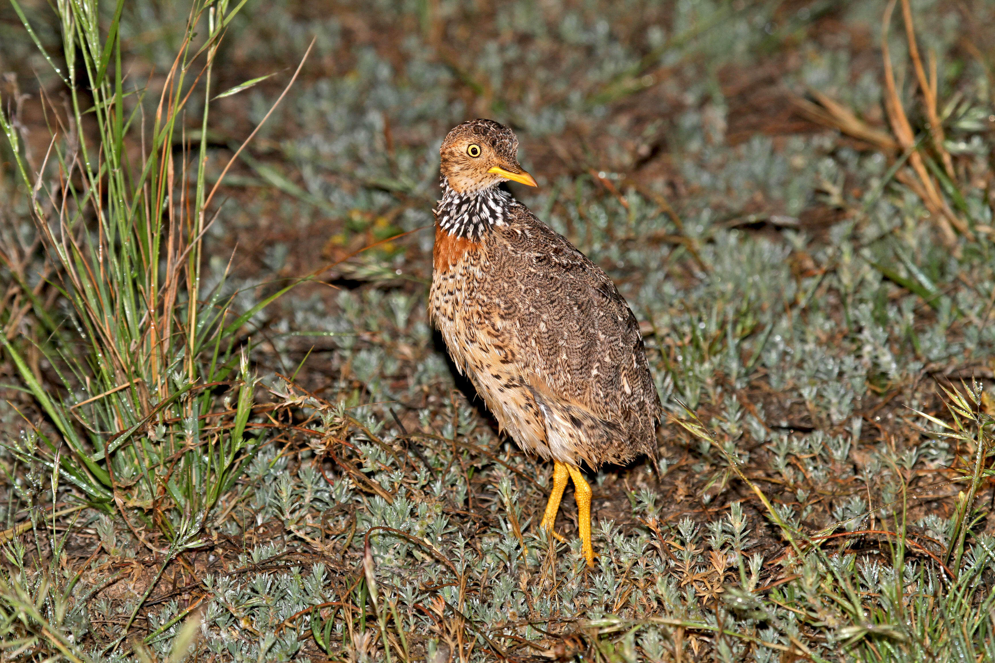 plains-wanderer bird Pedionomus torquatus