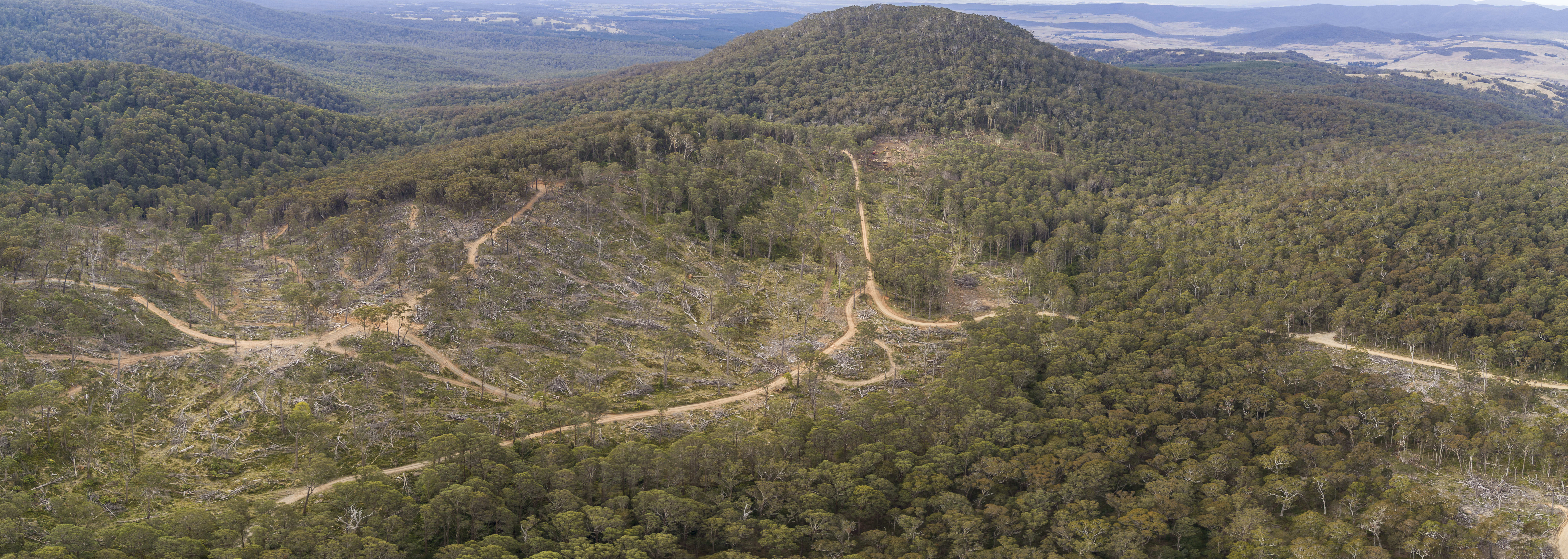 Destruction in Tallaganda State Forest