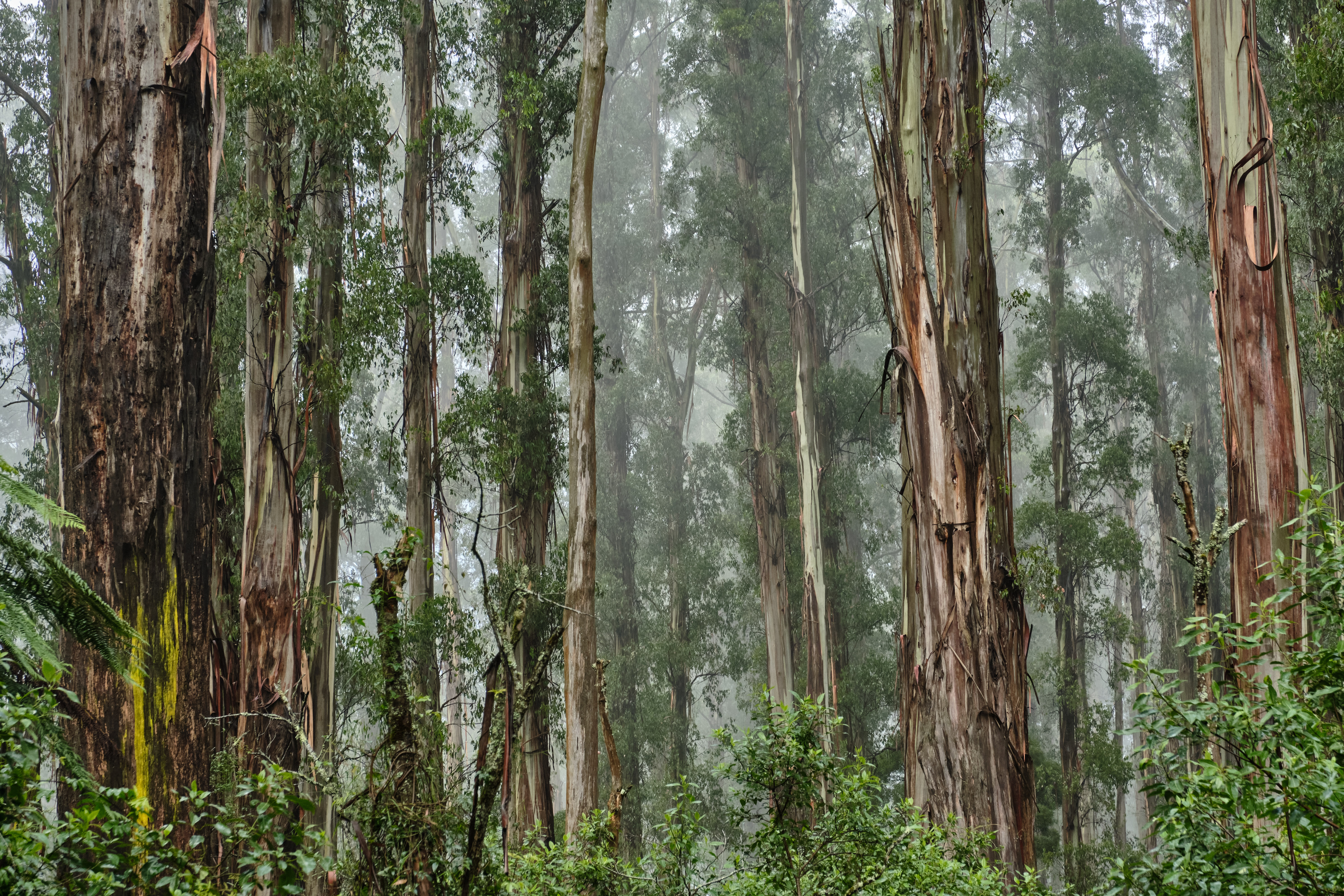 img_mountain_ash_forest