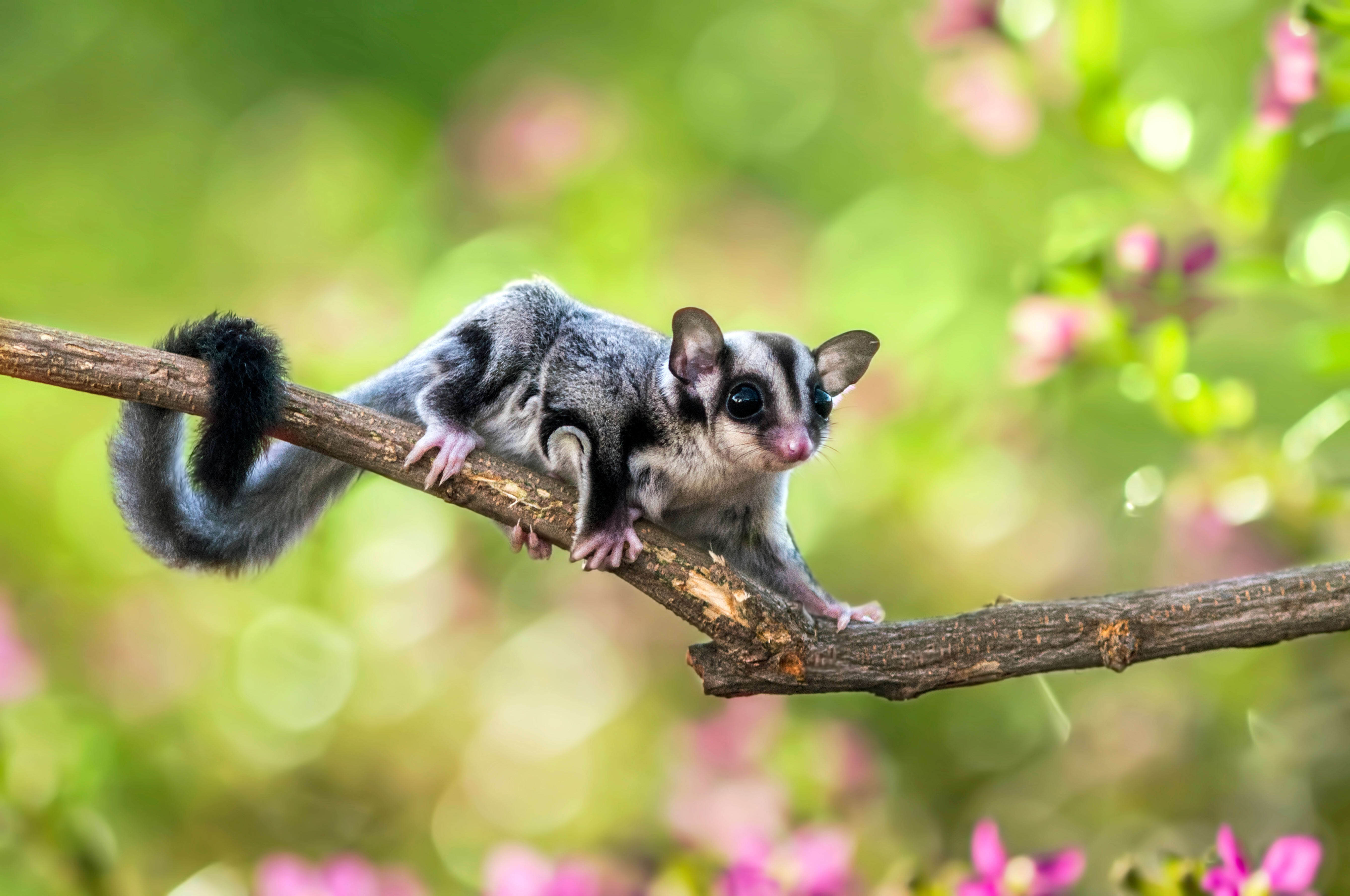 Sugar glider on a twig.