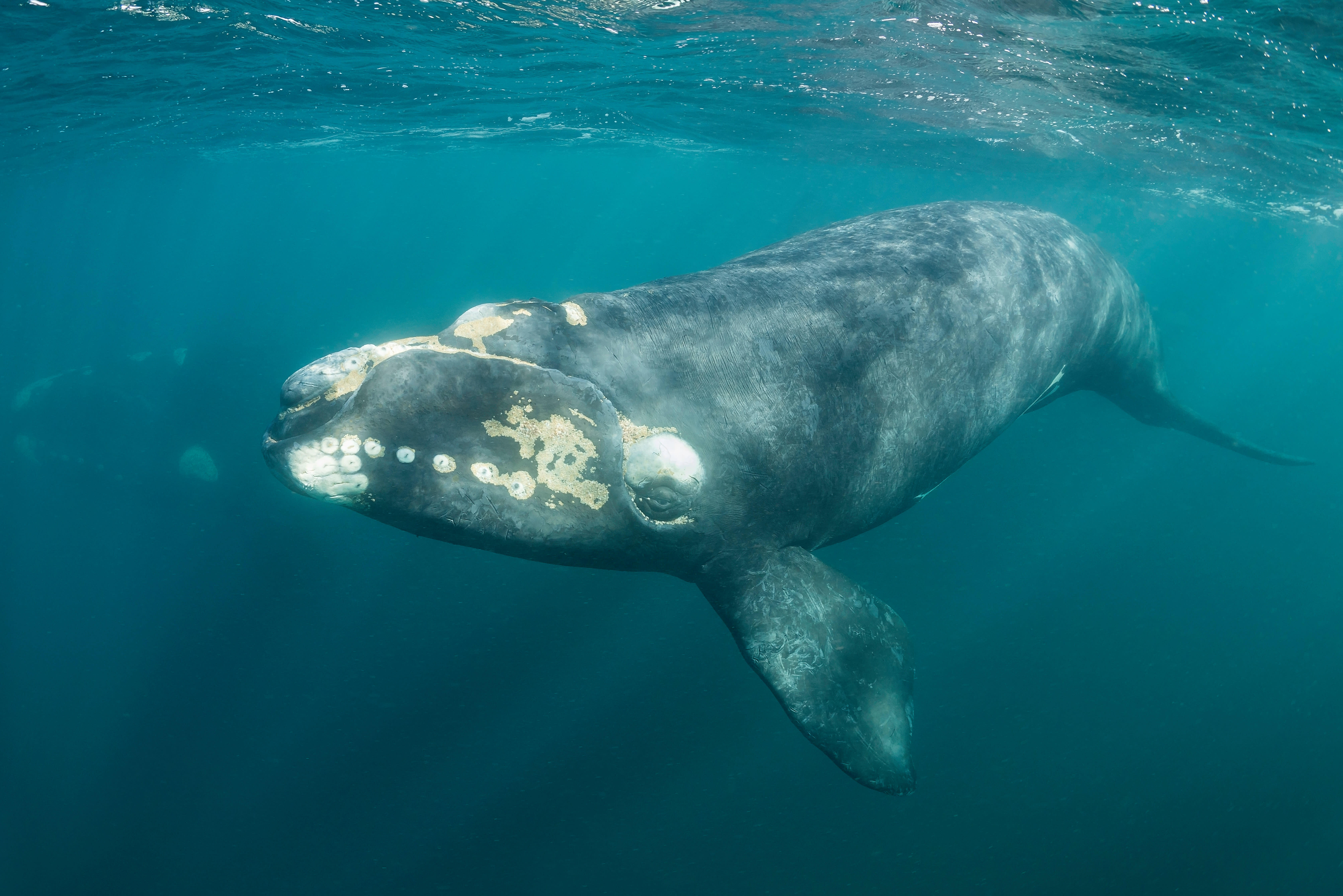 img_southern_right_whale_close_up