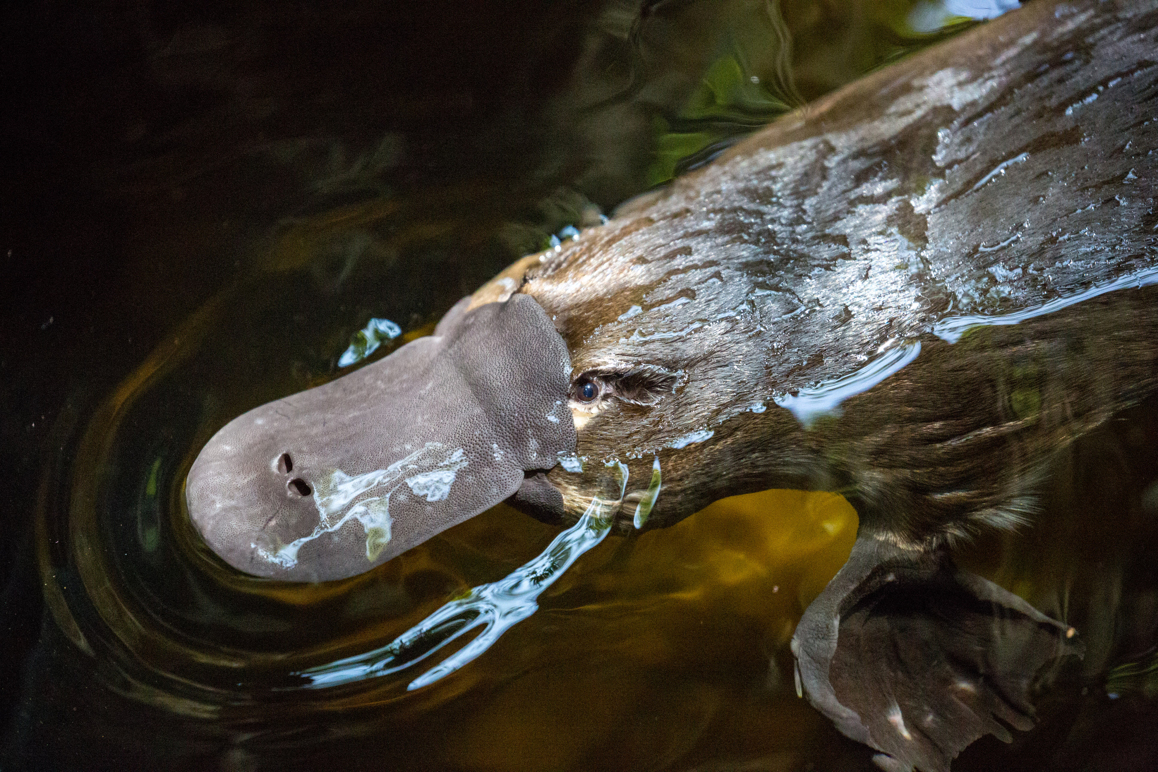 Platypus