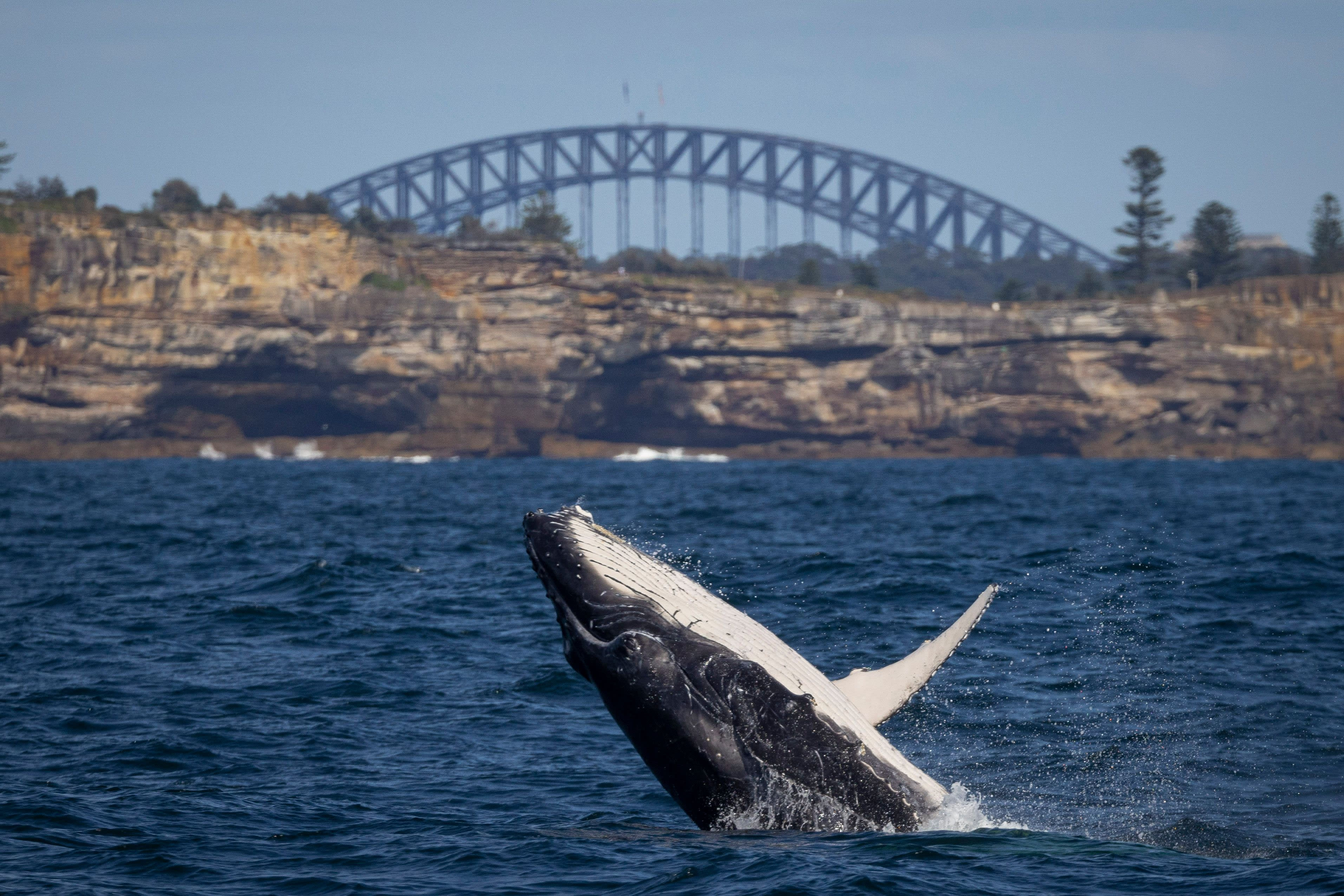 img_whale_David_Waterhouse_Humpbacks