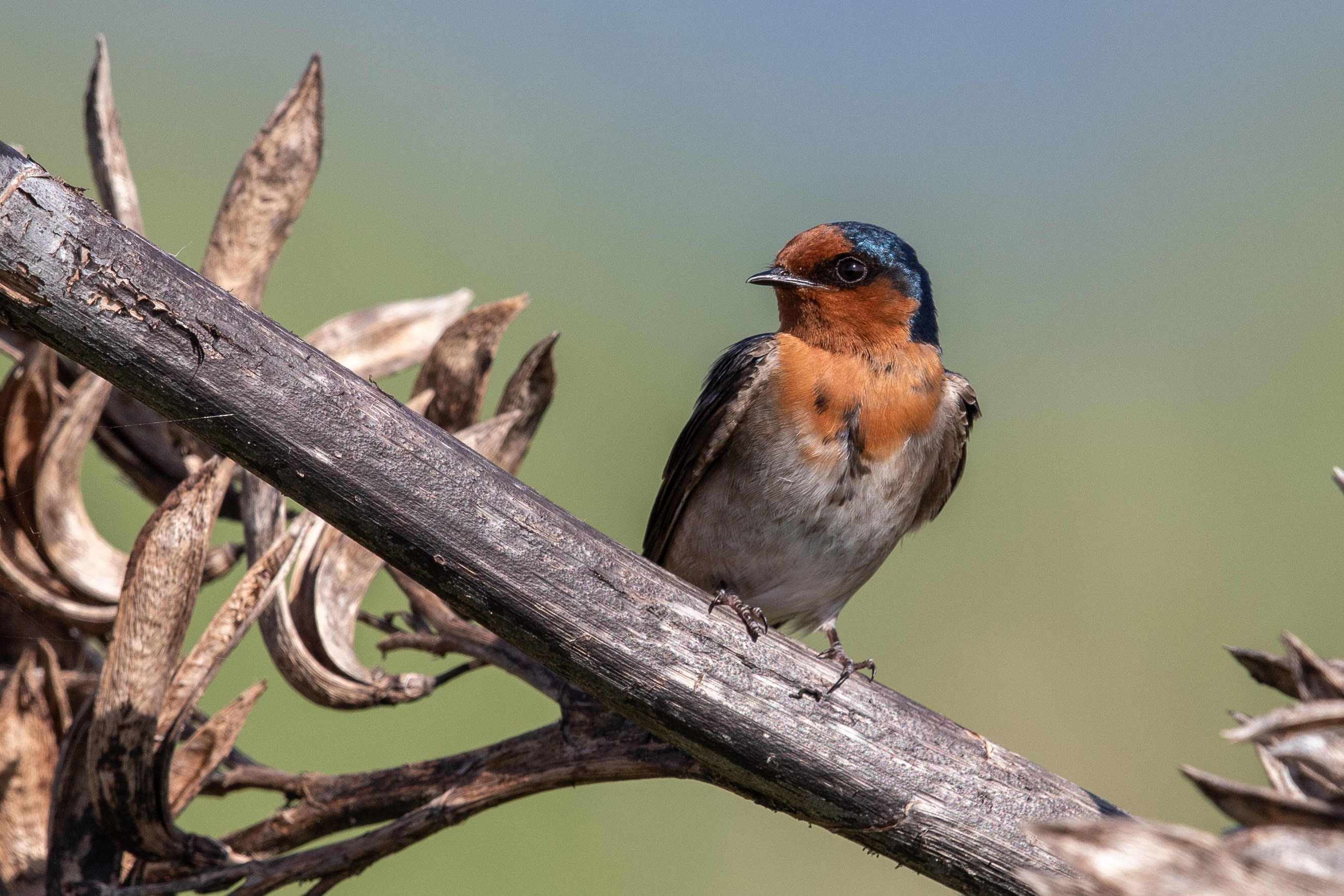 Image of welcome swallow