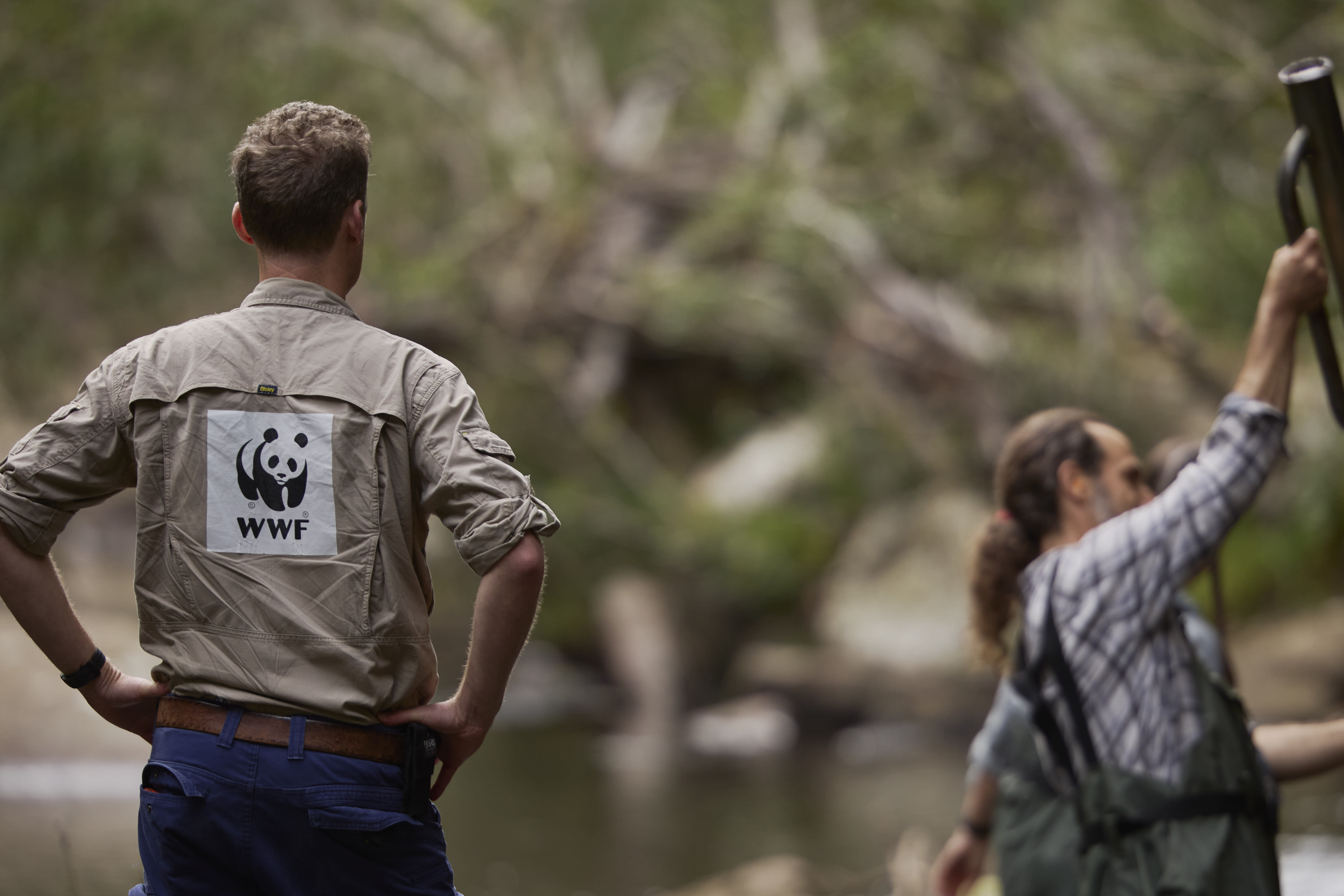 WWF team member conducting surveys in the Royal National Park with UNSW, Taronga and NPWS to monitor the 10 platypus that were reintroduced in May 2023 (10 months prior)
