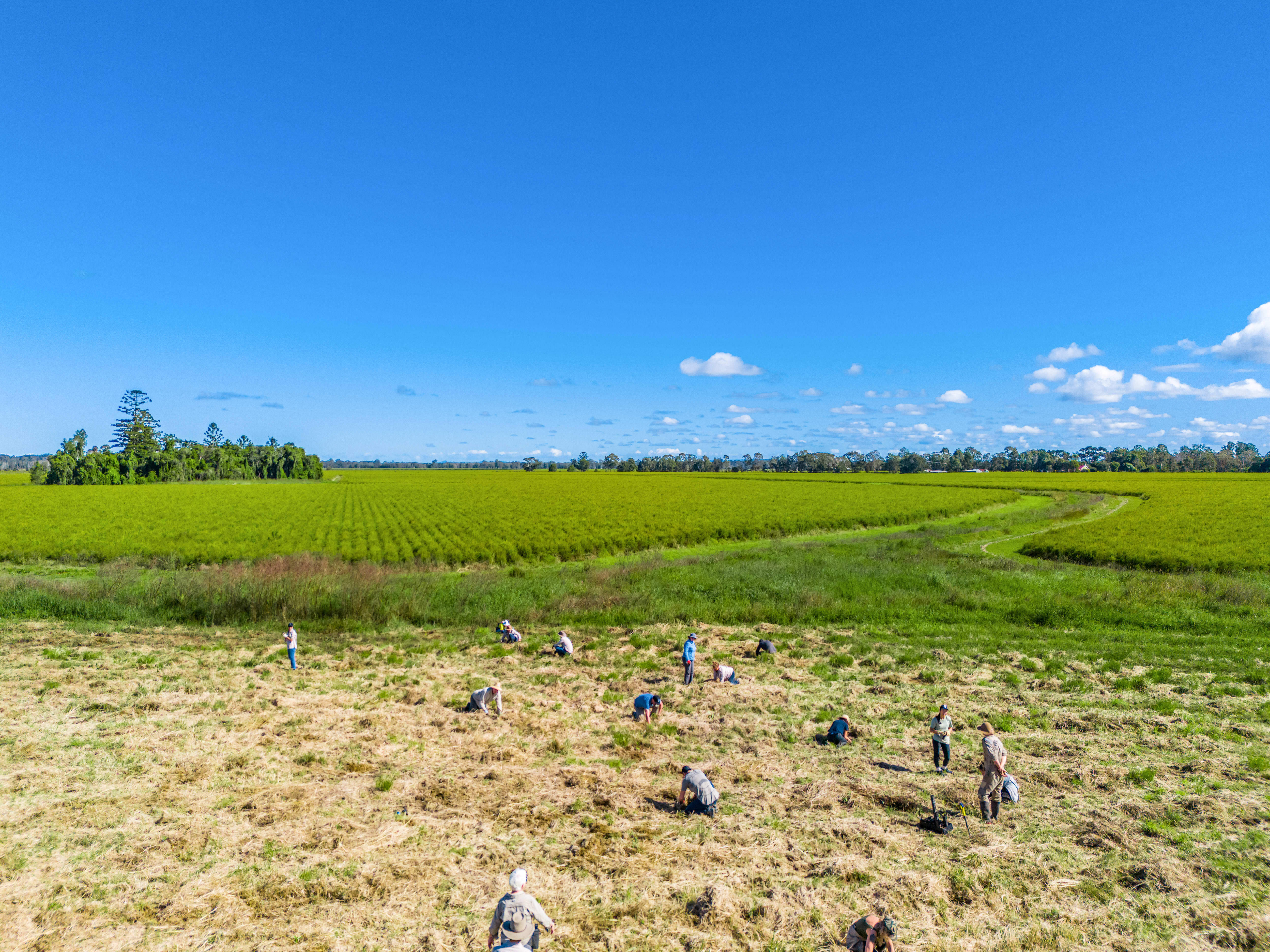 Partner tree planting activity in Bangalow