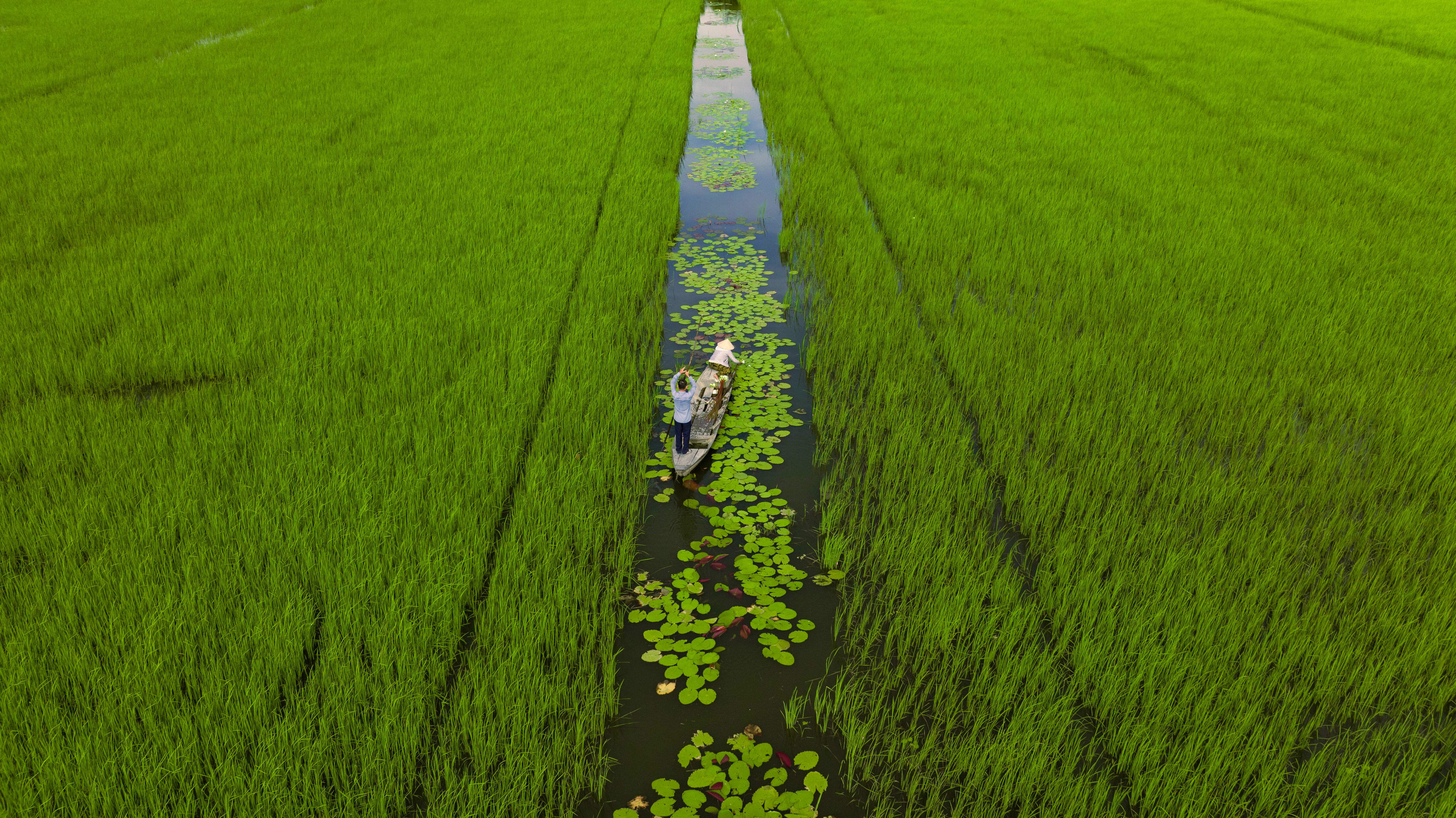 Floating rice field in Vietnam
